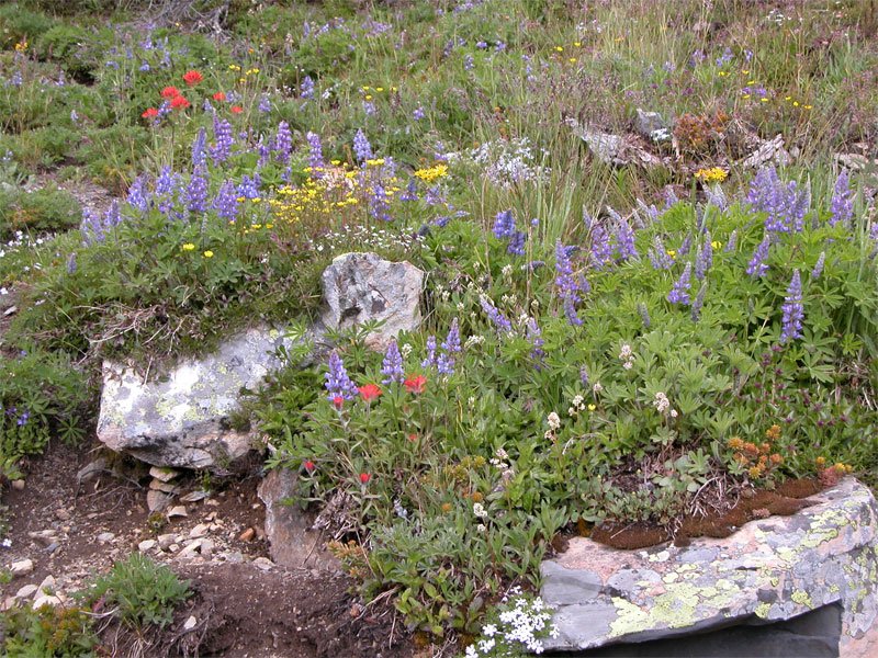 USDA Forest Service