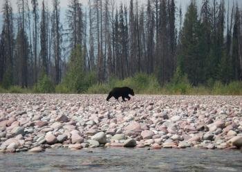 Red Meadow Lake Campground