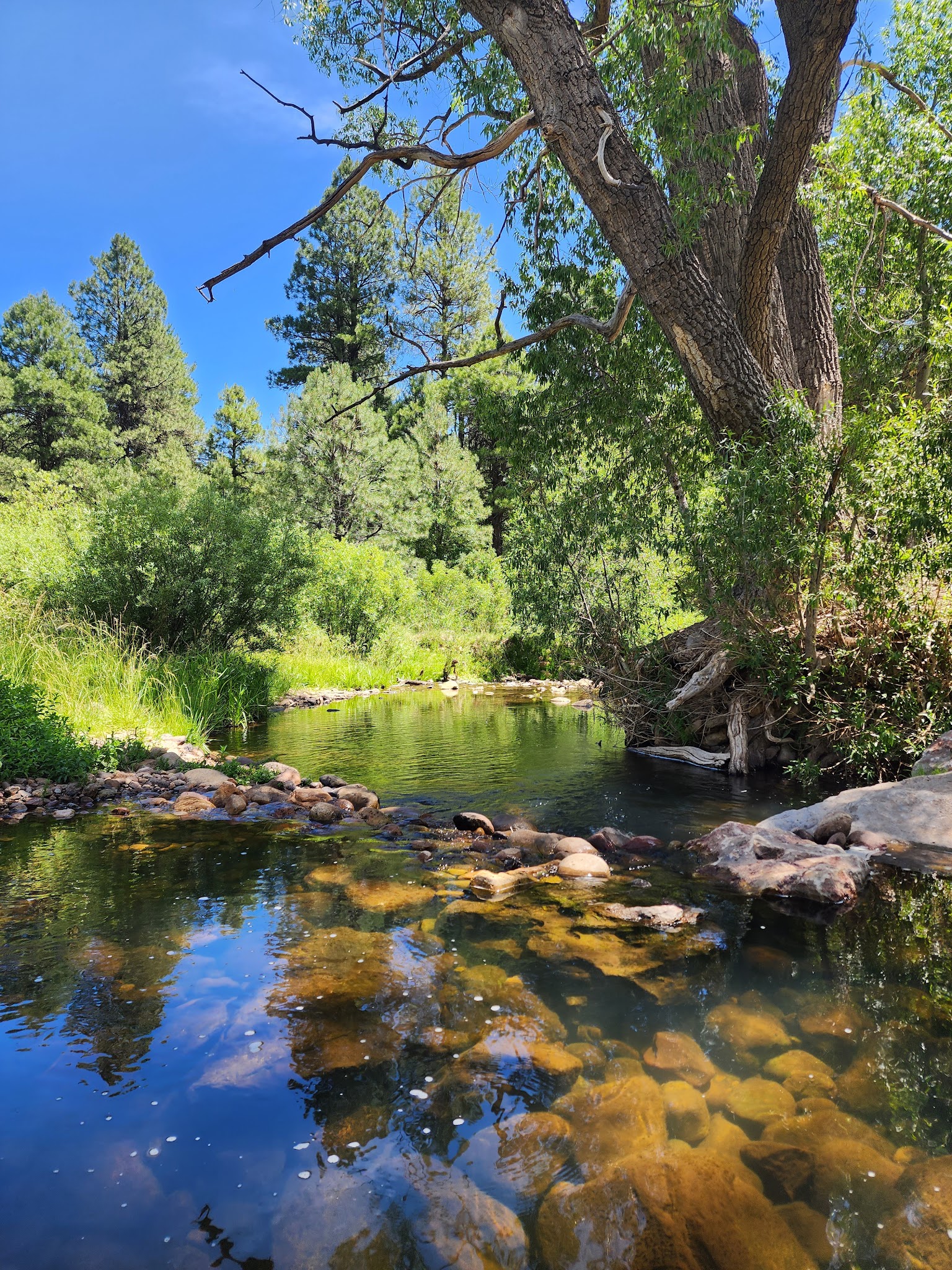 Valentine Ridge Dispersed Camping Area