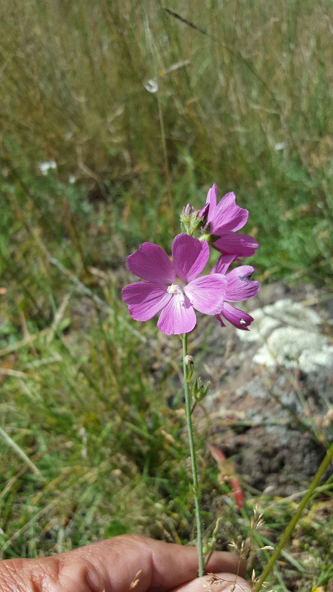 Valle Tio Vinces Campground