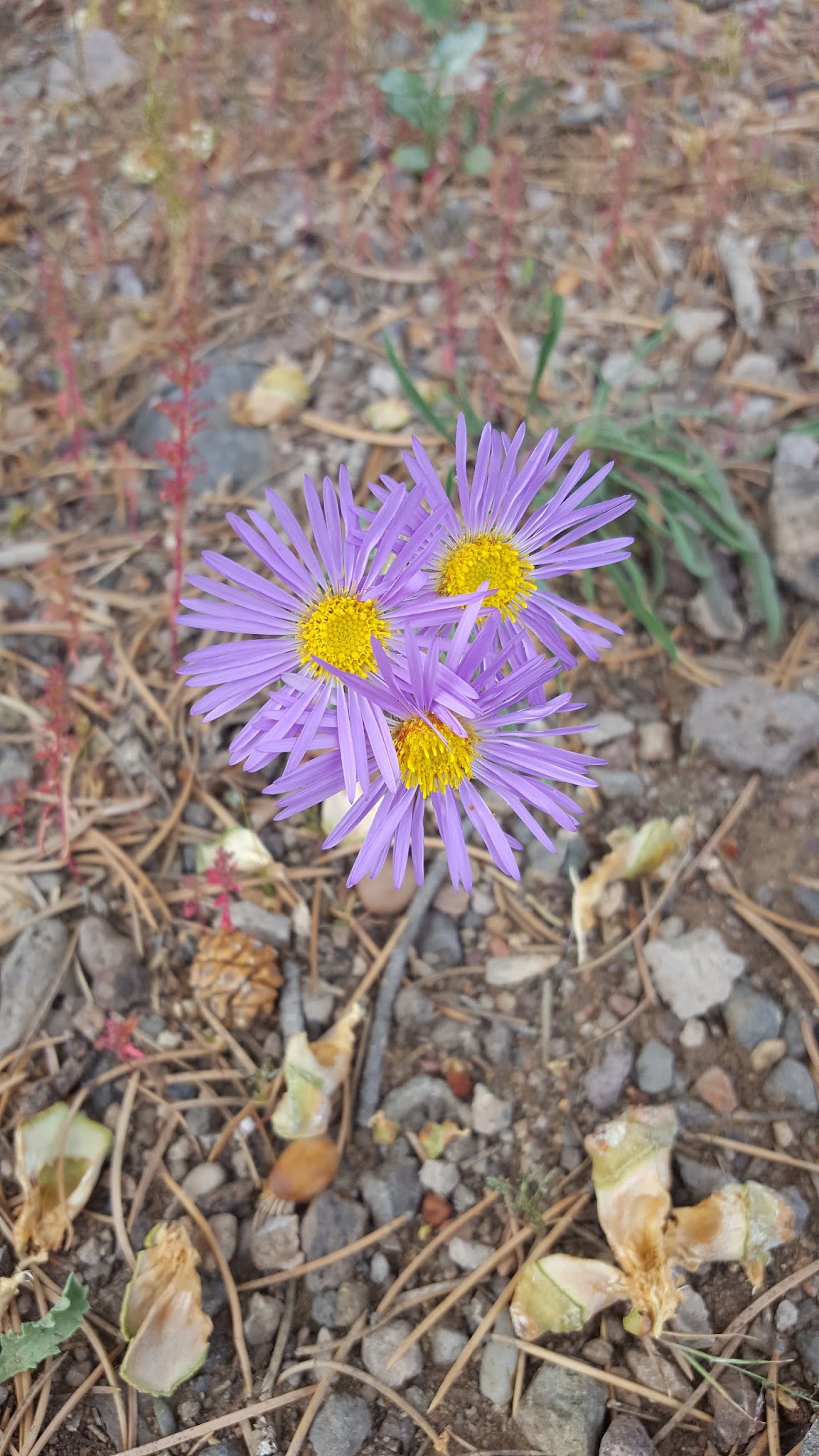 Valle Tio Vinces Campground