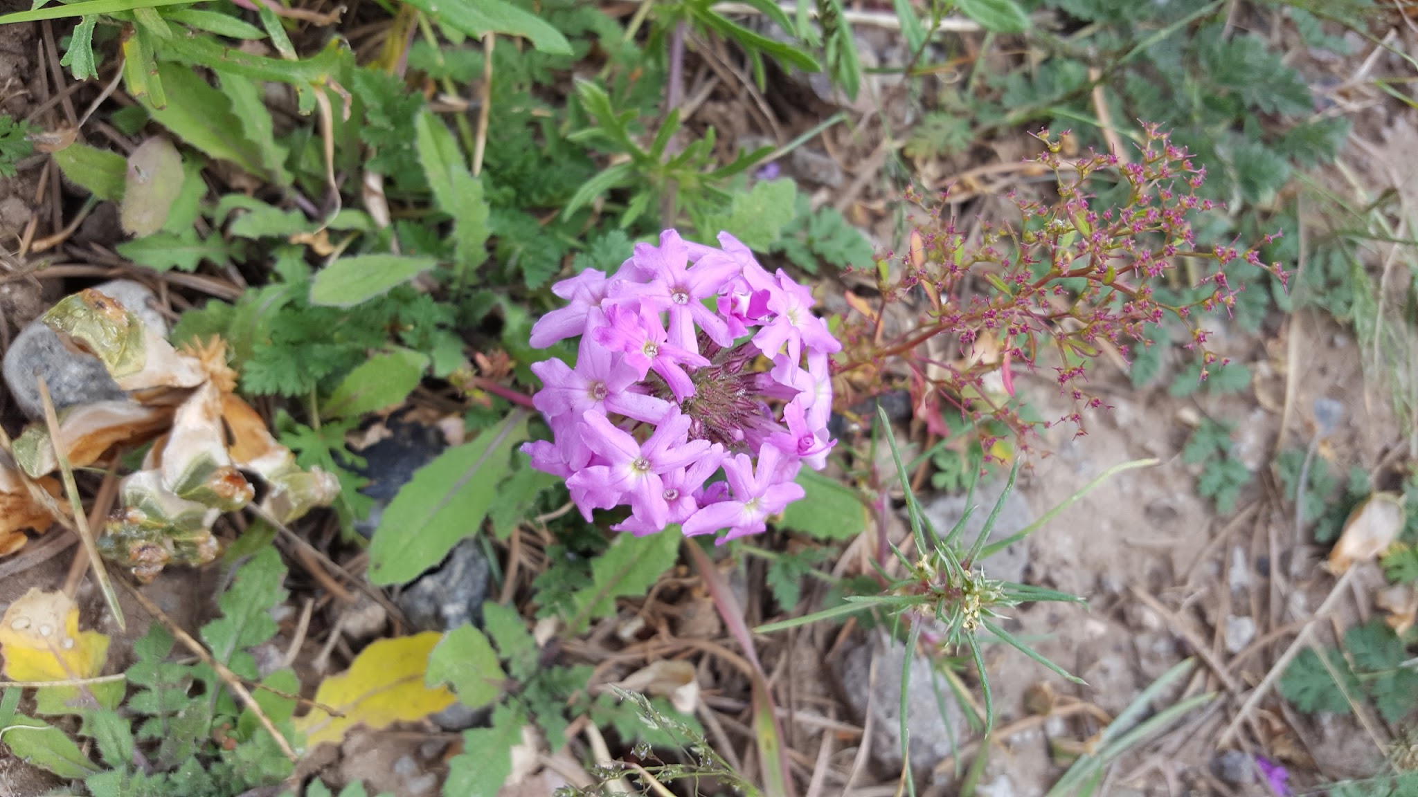 Valle Tio Vinces Campground