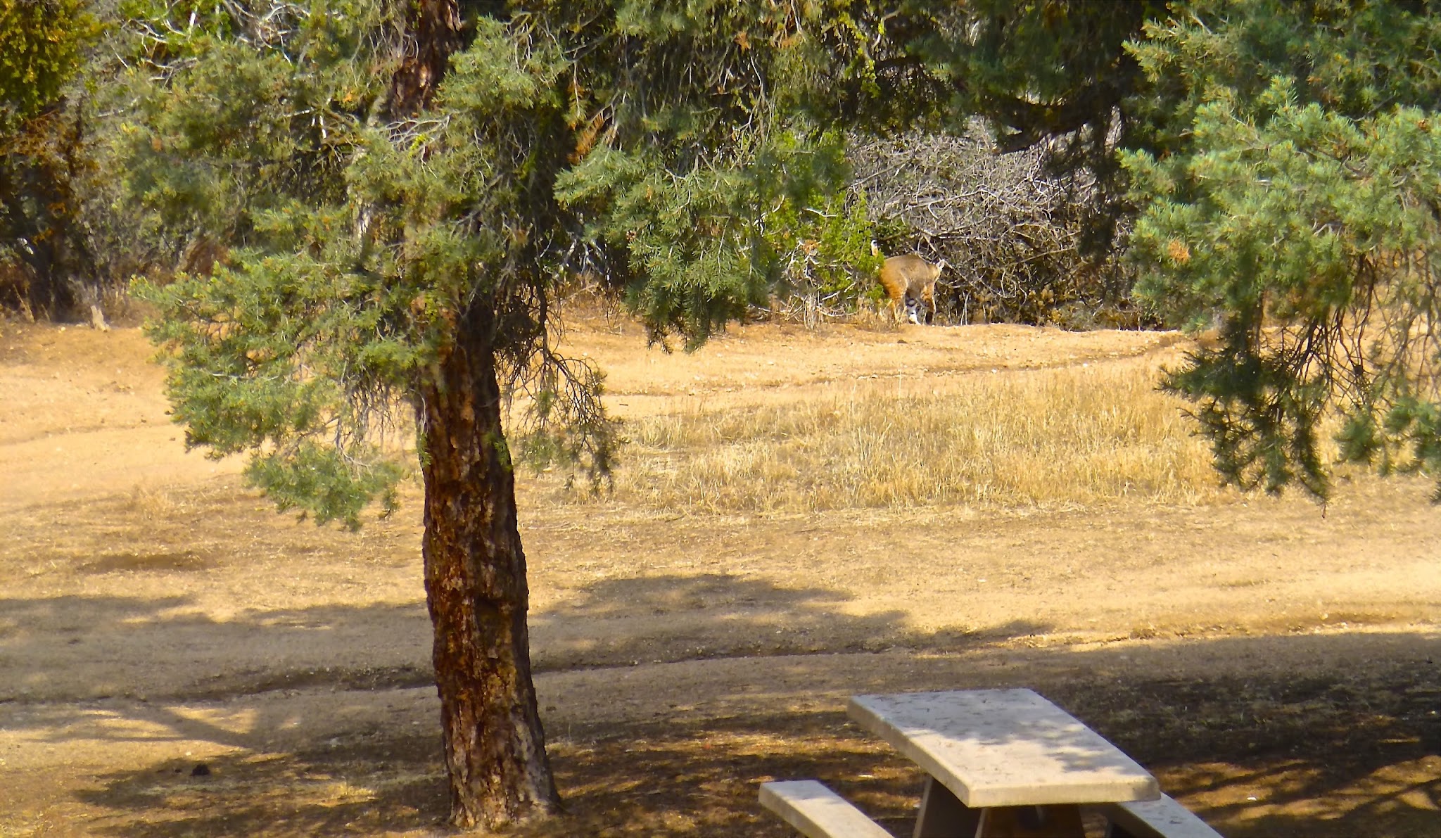 Valle Vista Campground