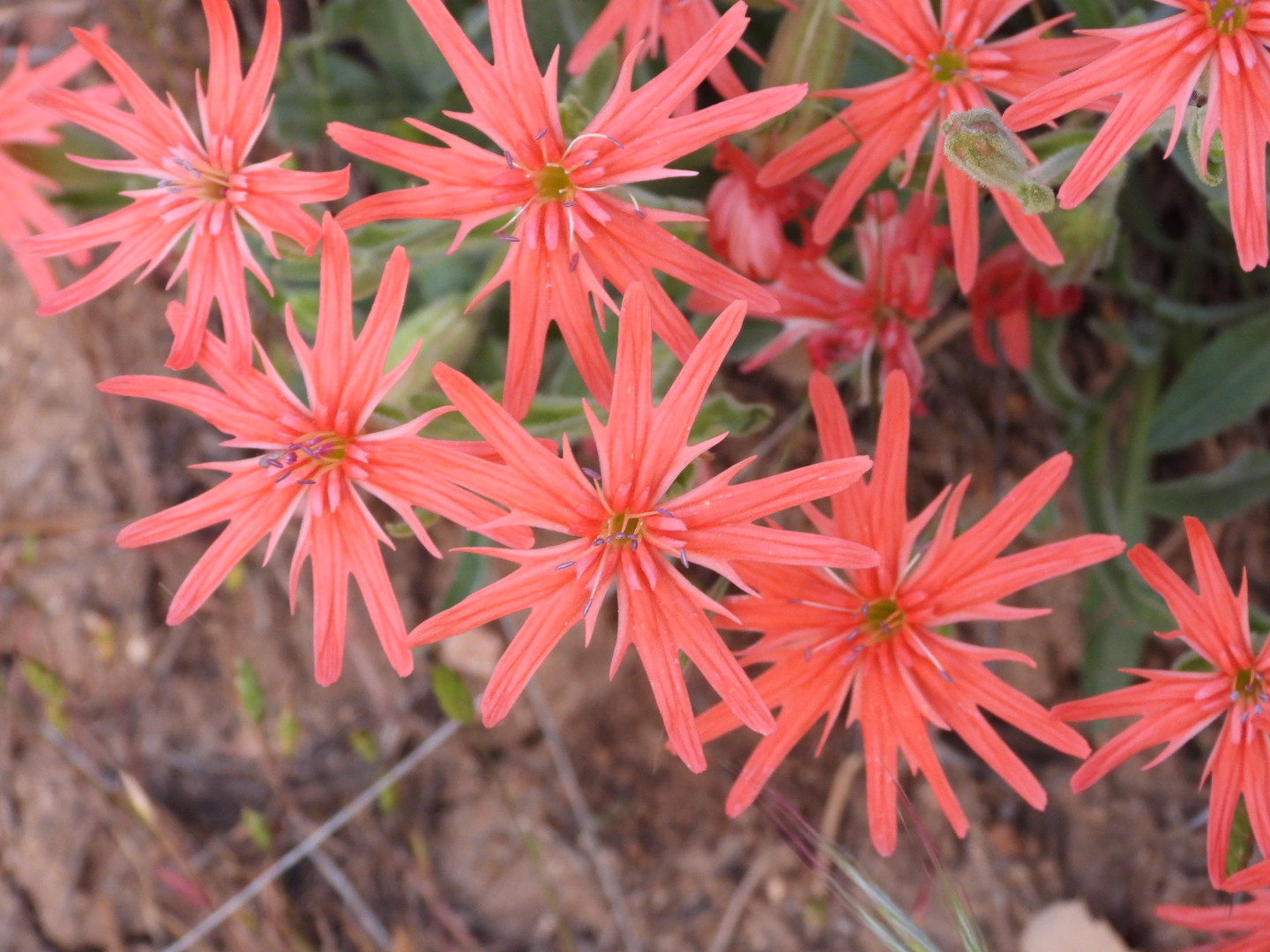 Valle Vista Campground