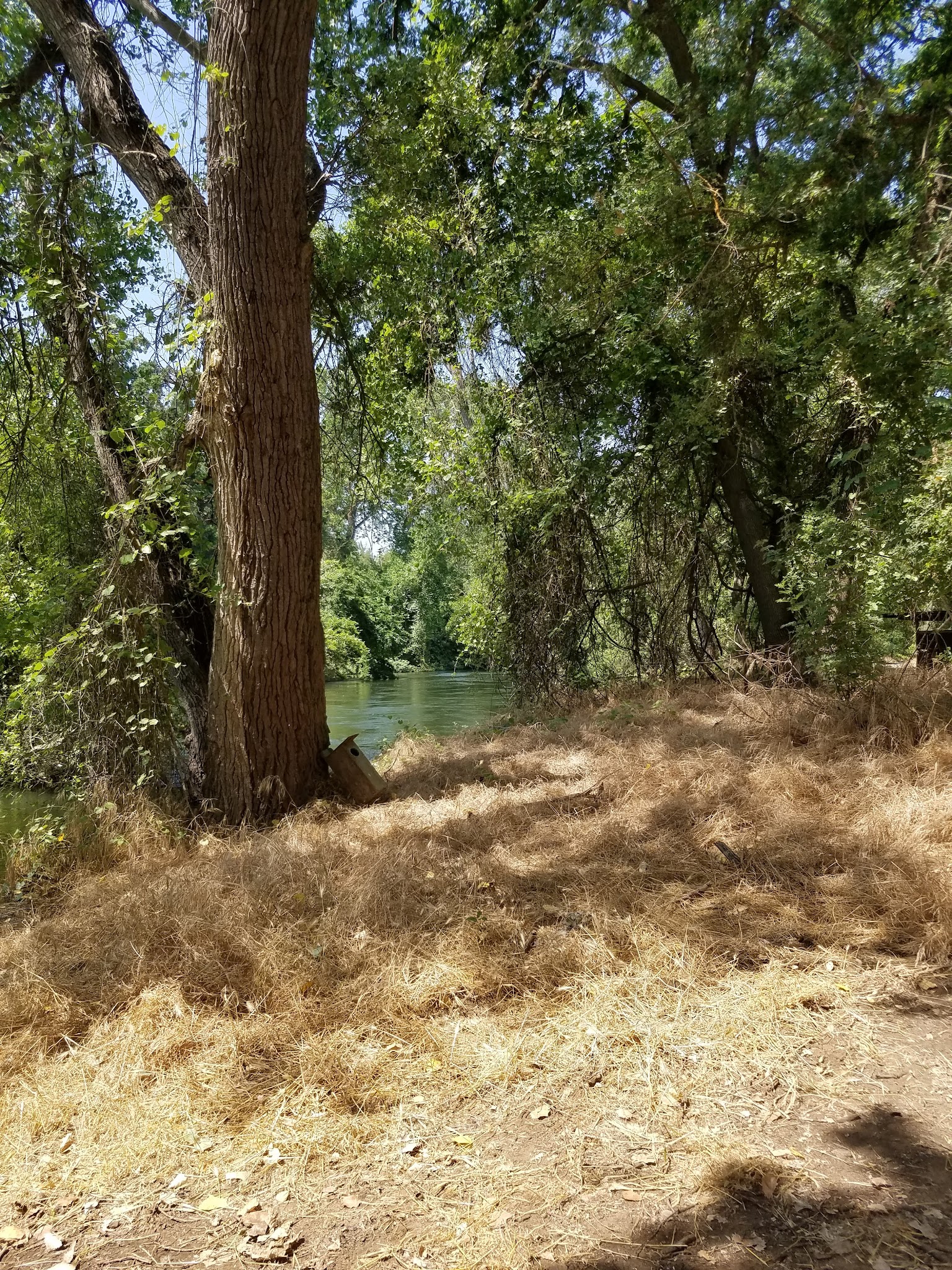 Valley Oak Recreation Area