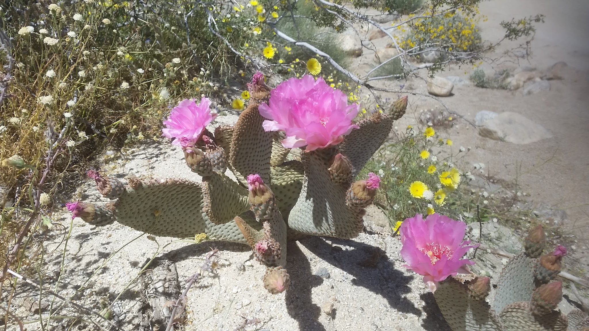Vern Whitaker Horse Campground