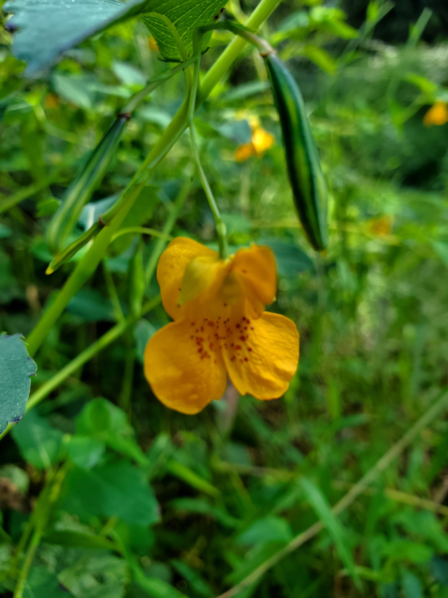 Pettigrew State Park
