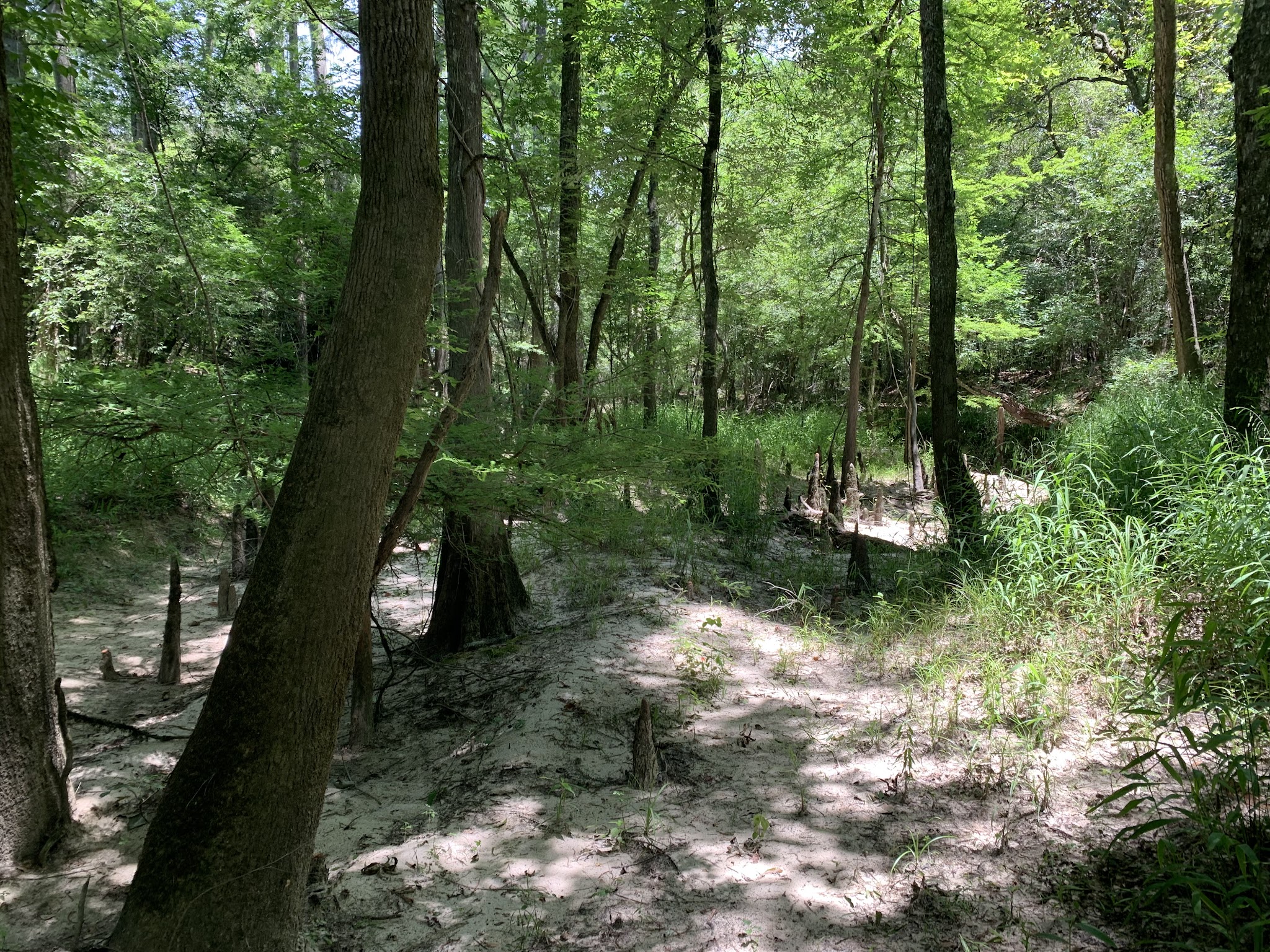 Village Creek State Park