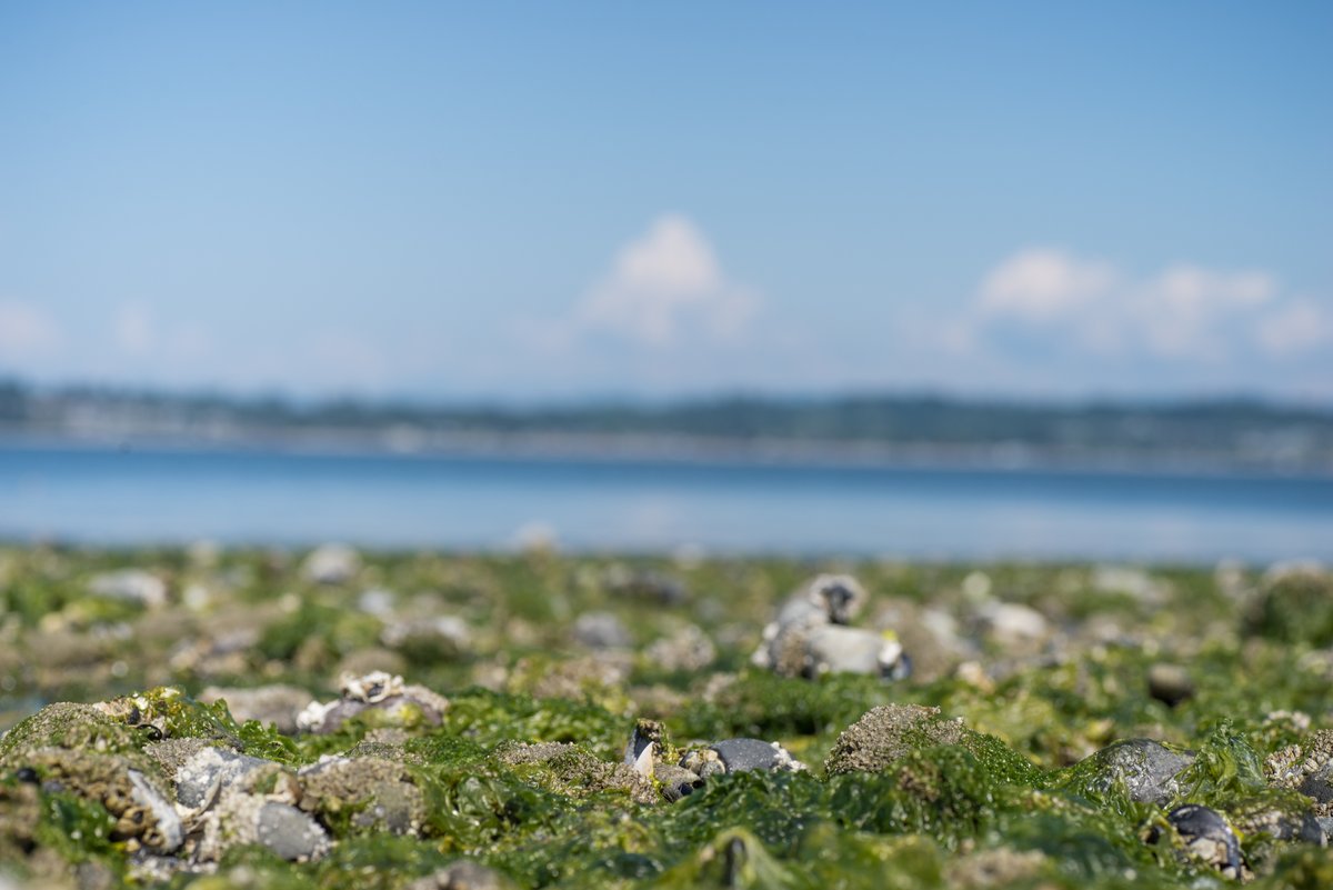 Birch Bay State Park