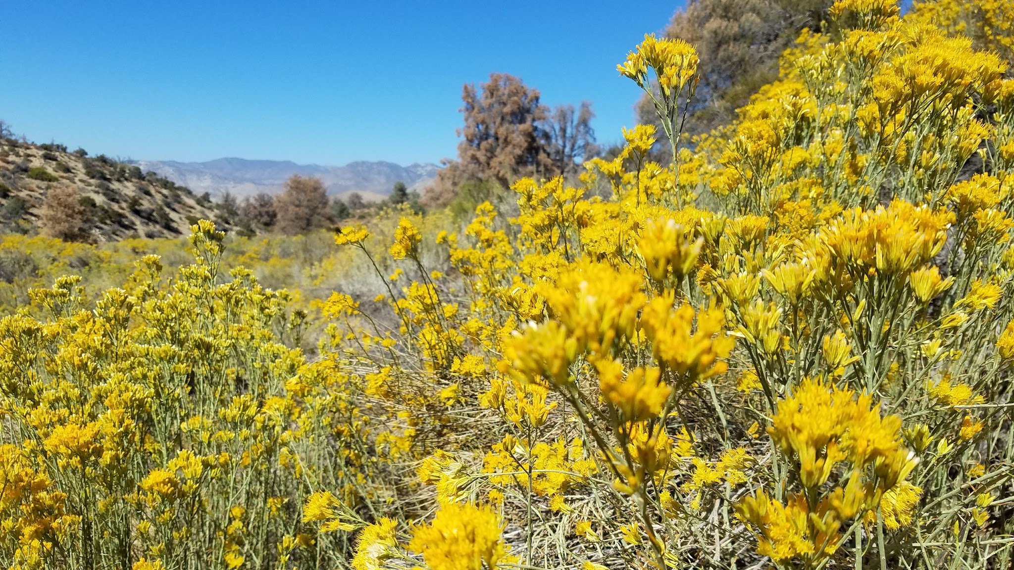Walker Pass Campground