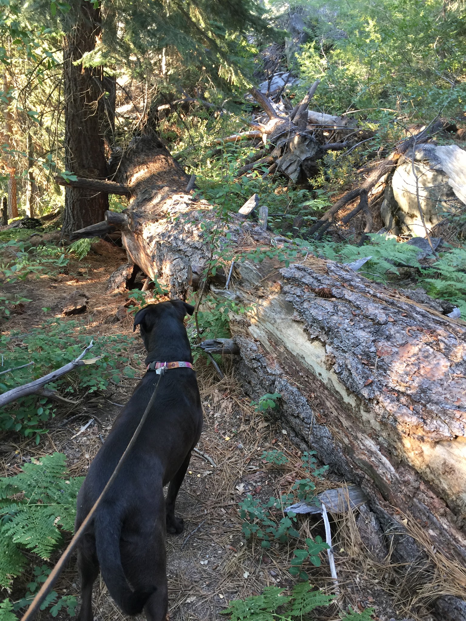 Ward Lake Campground