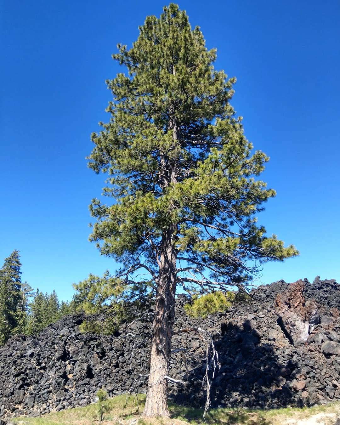 Warner Creek Campground