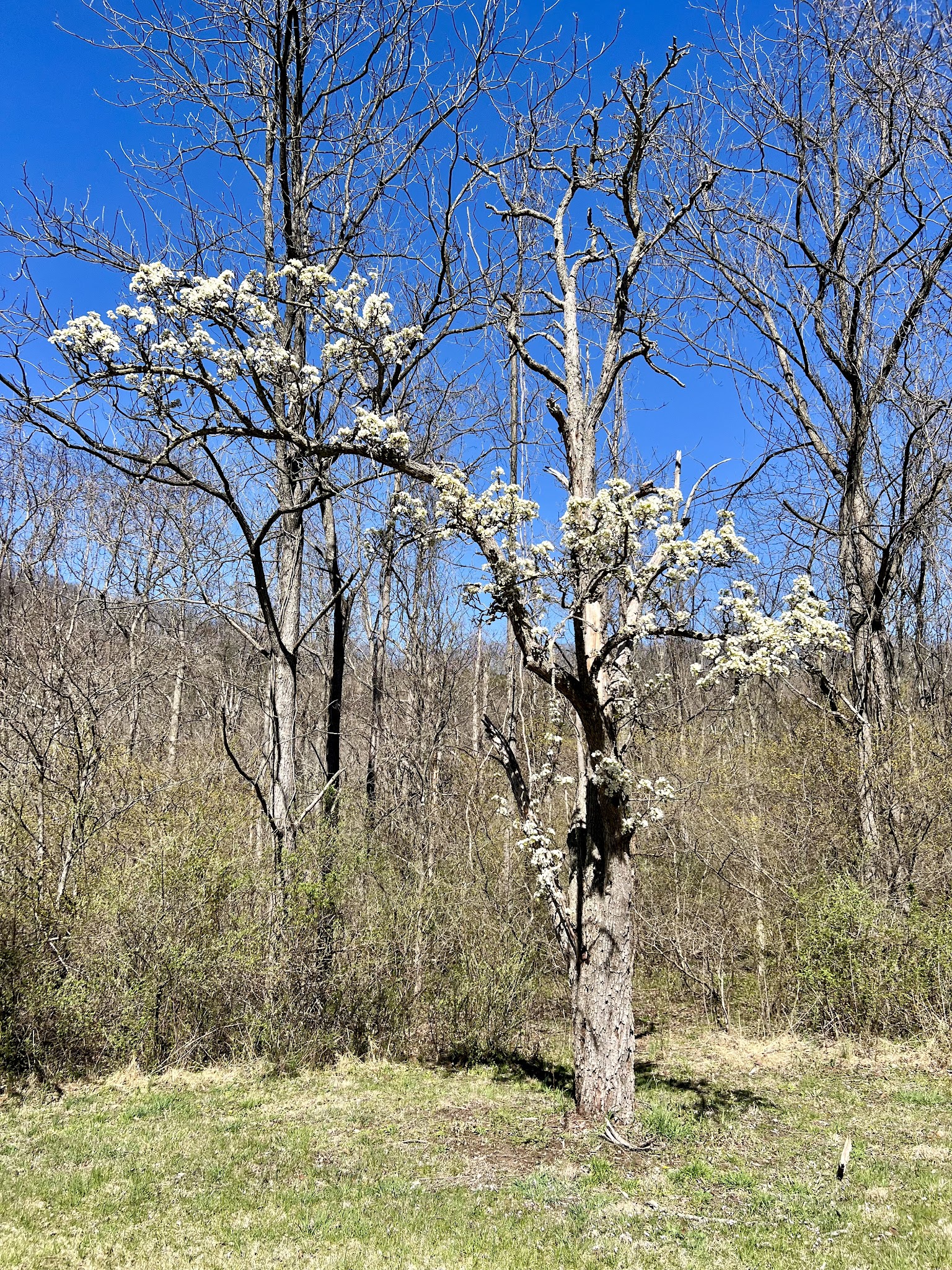Warriors Path State Park