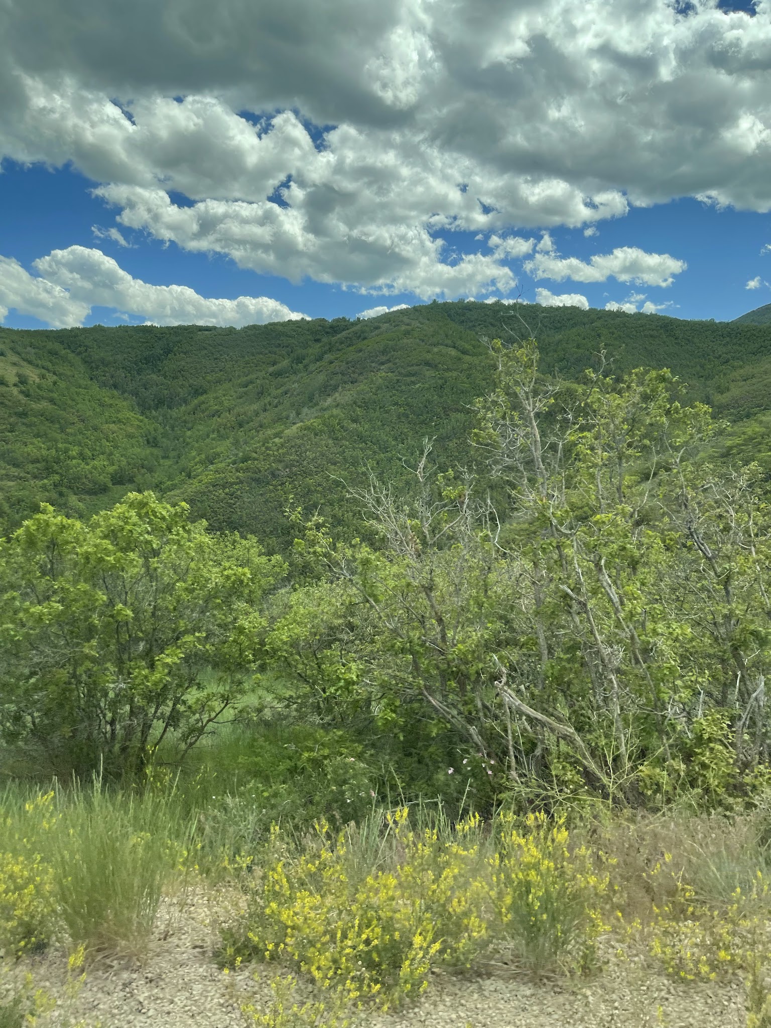 Wasatch Mountain State Park
