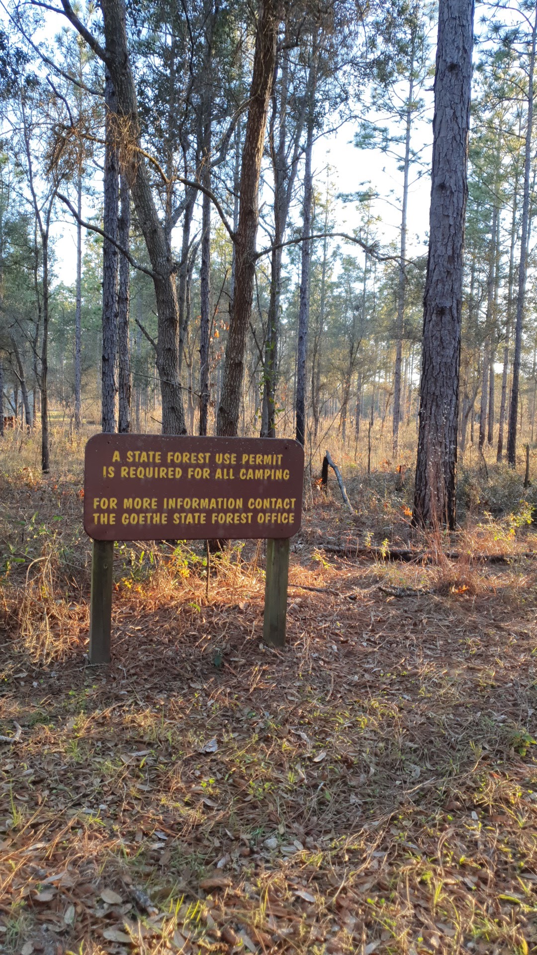 Watermelon Pond Primitive Campsites Goethe State Forest