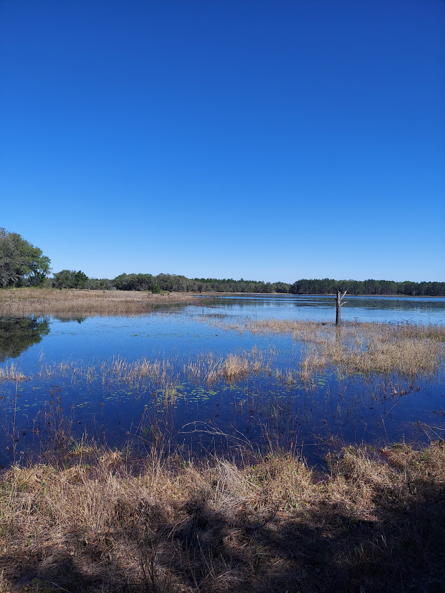 Watermelon Pond Primitive Campsites Goethe State Forest
