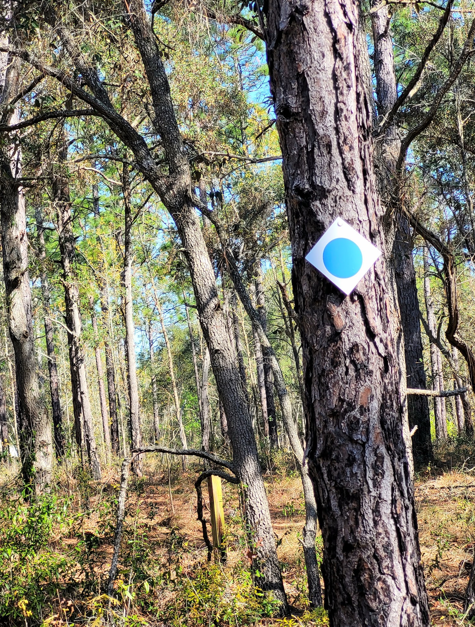 Watermelon Pond Primitive Campsites Goethe State Forest