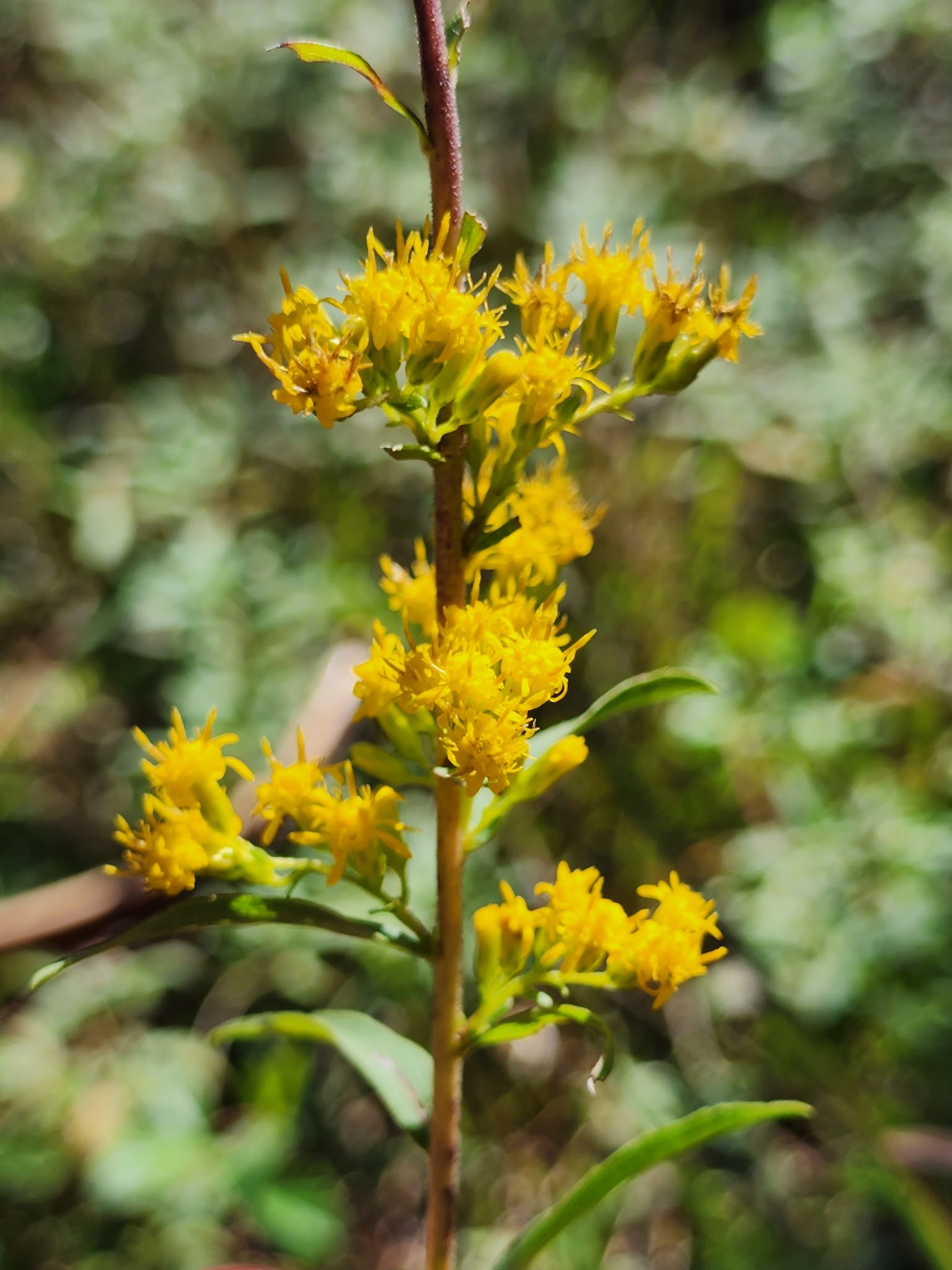 Watermelon Pond Primitive Campsites Goethe State Forest