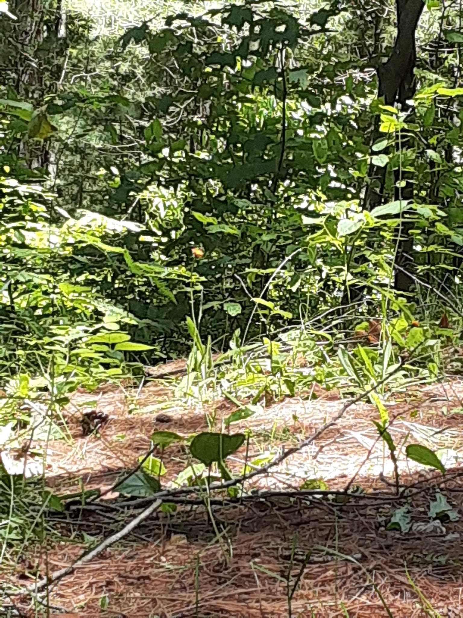 Weber Lake State Forest Campground