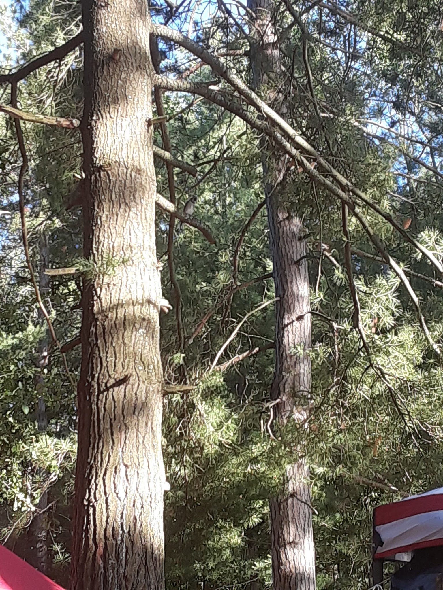 Weber Lake State Forest Campground