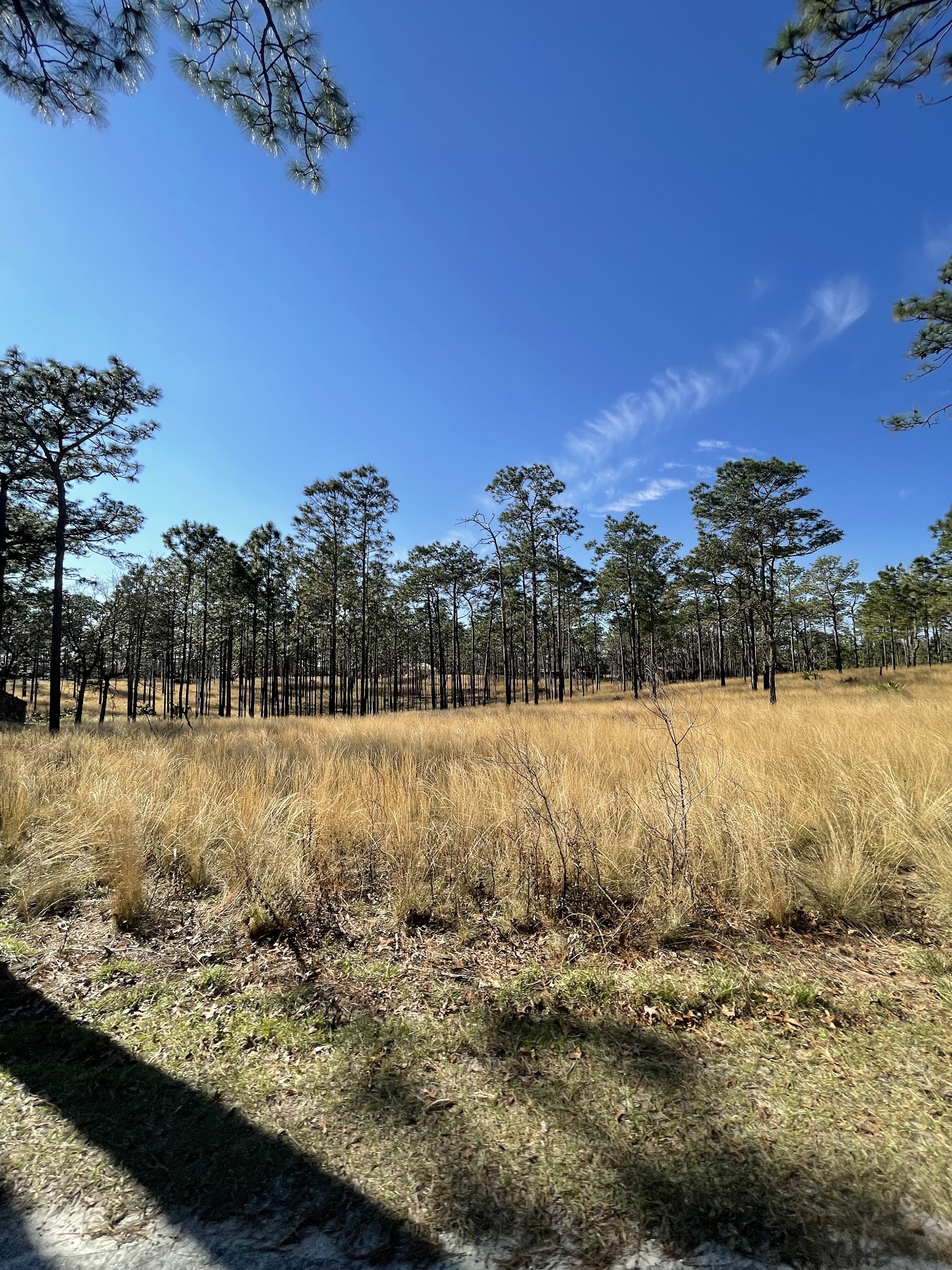 Lower Wekiva River State Park Campground