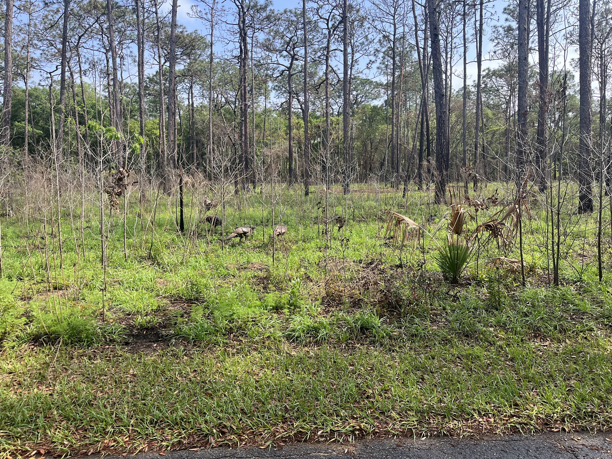 Lower Wekiva River State Park Campground