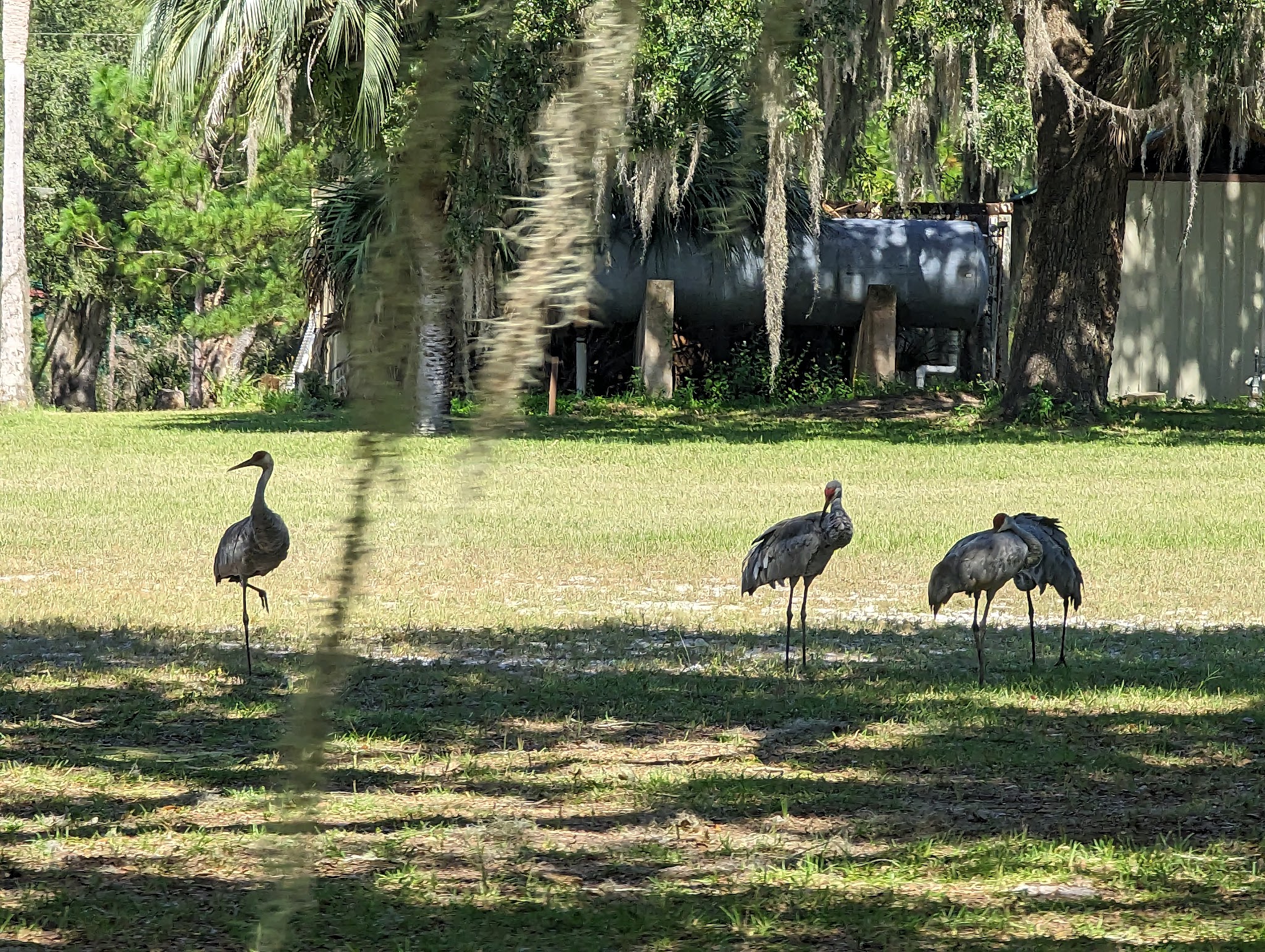 Welaka Primitive Campsites