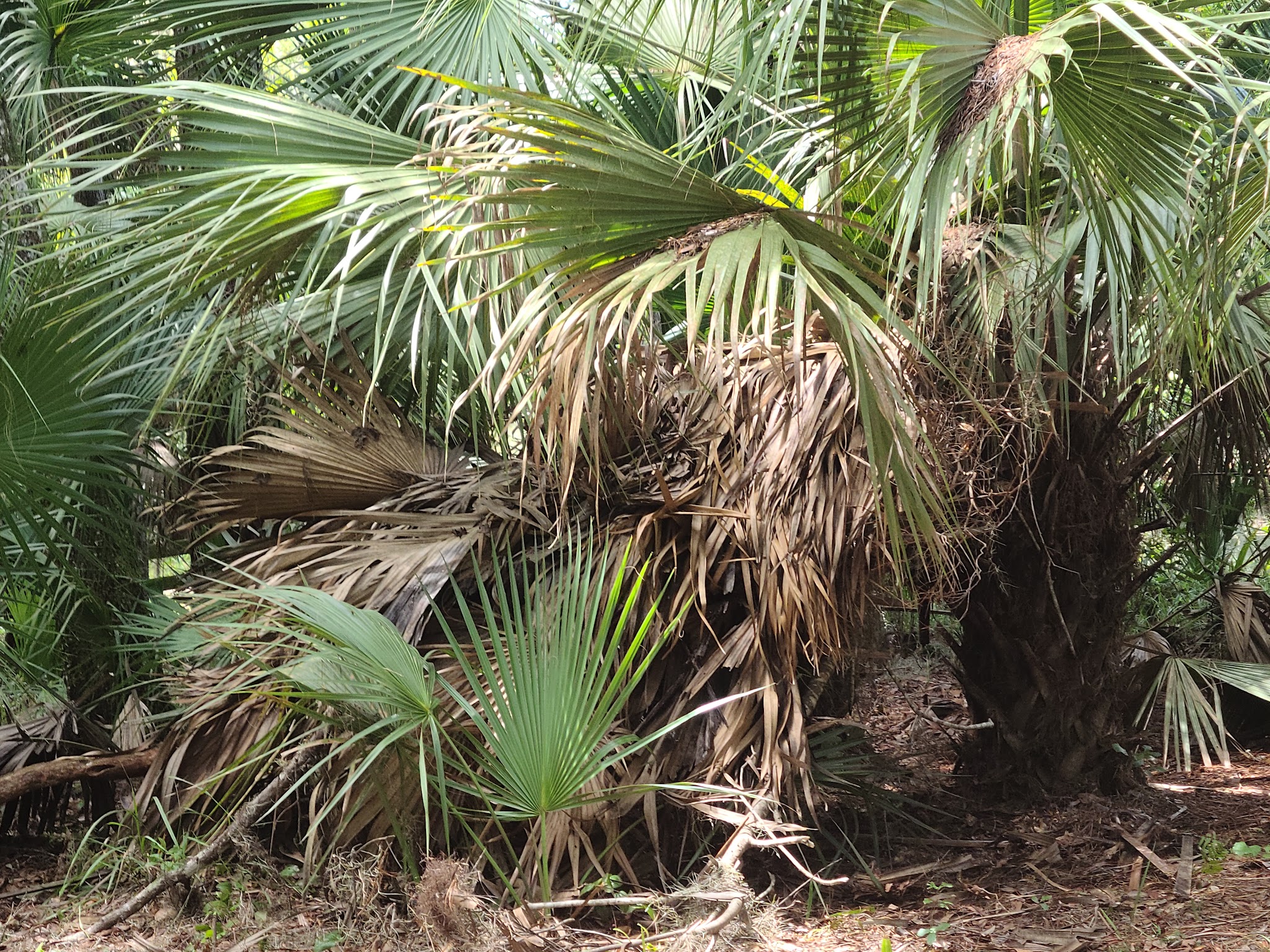 Welaka Primitive Campsites