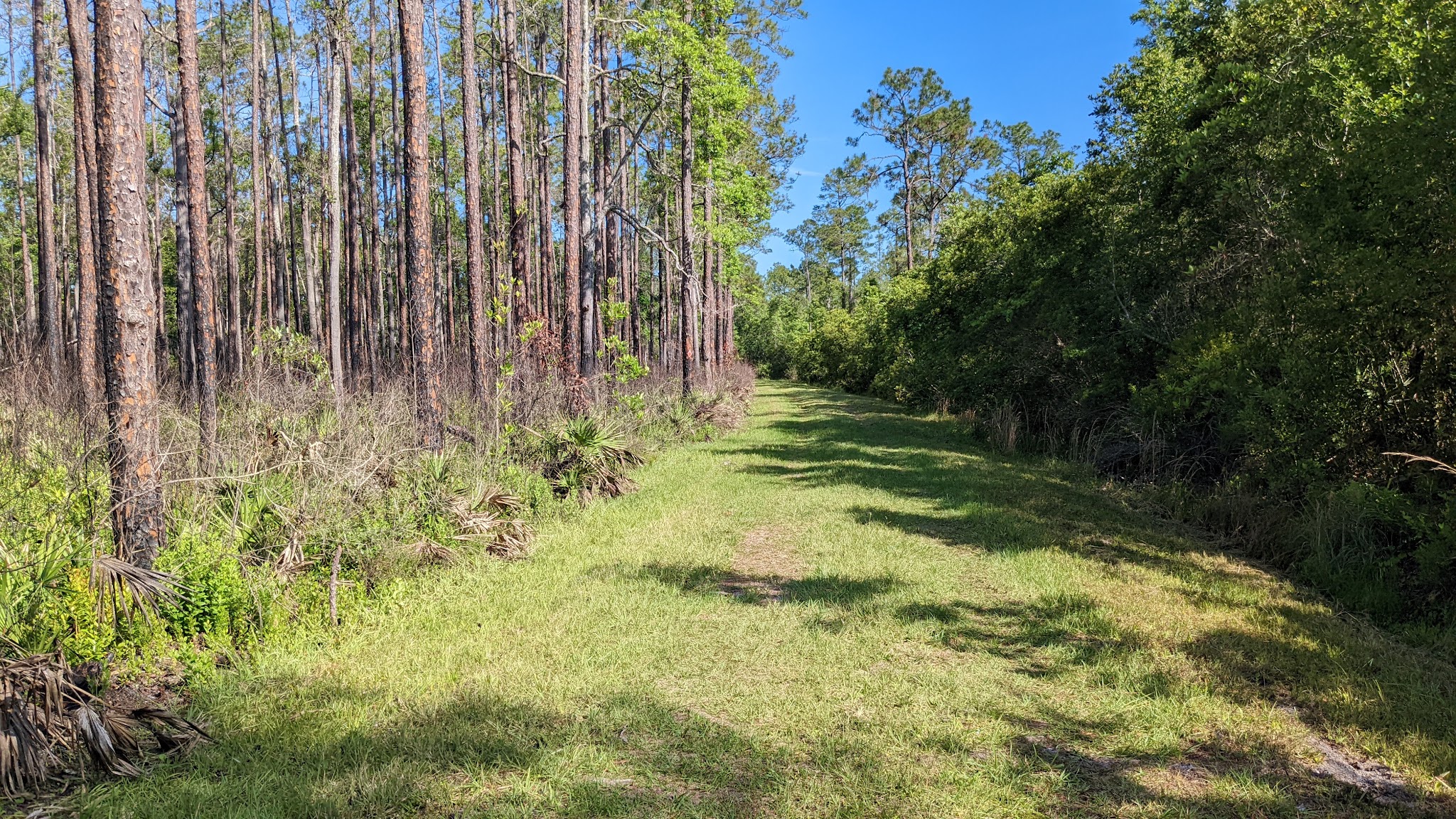 Welaka Primitive Campsites