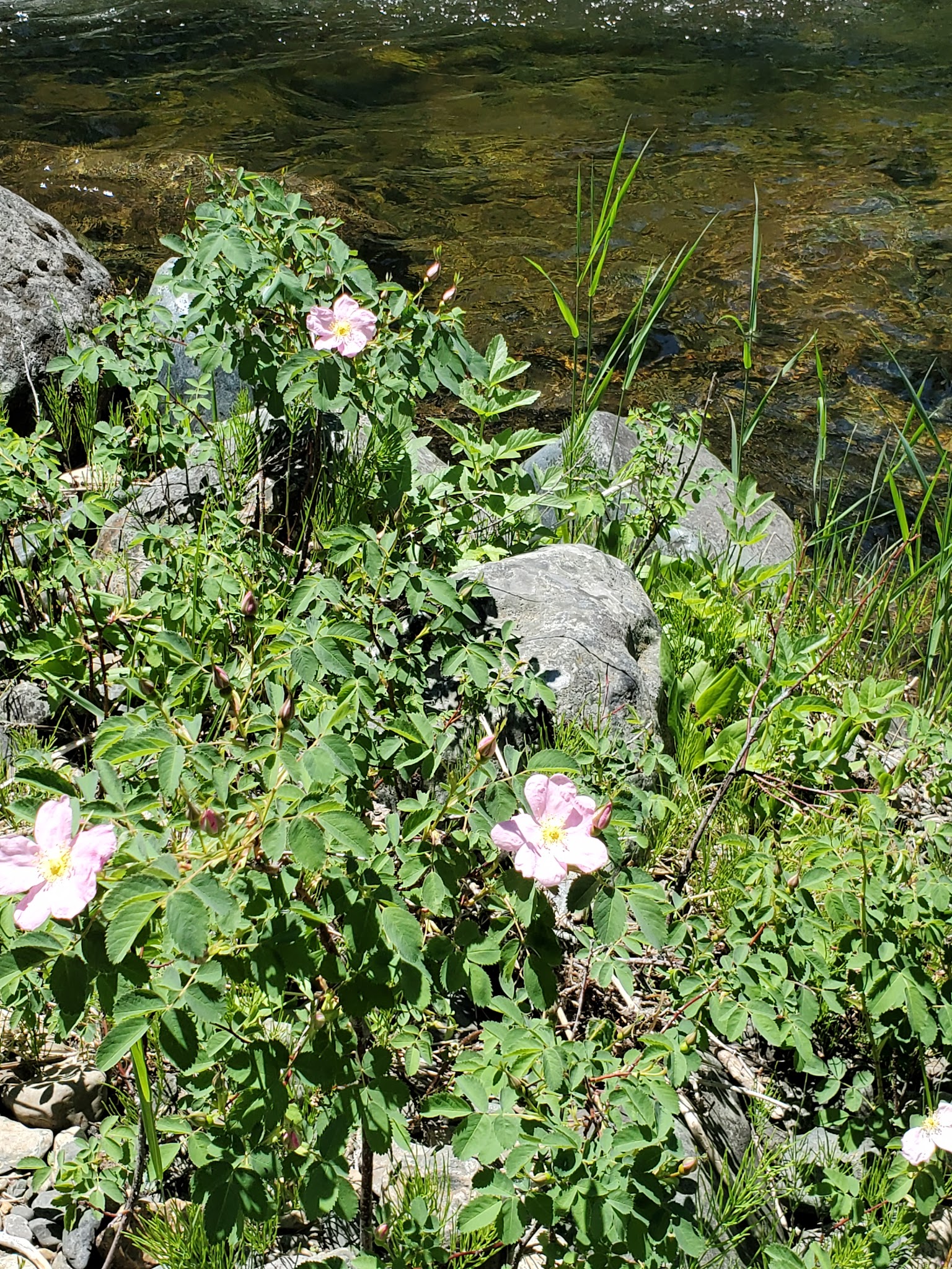 Welch Creek Campground & Trailhead