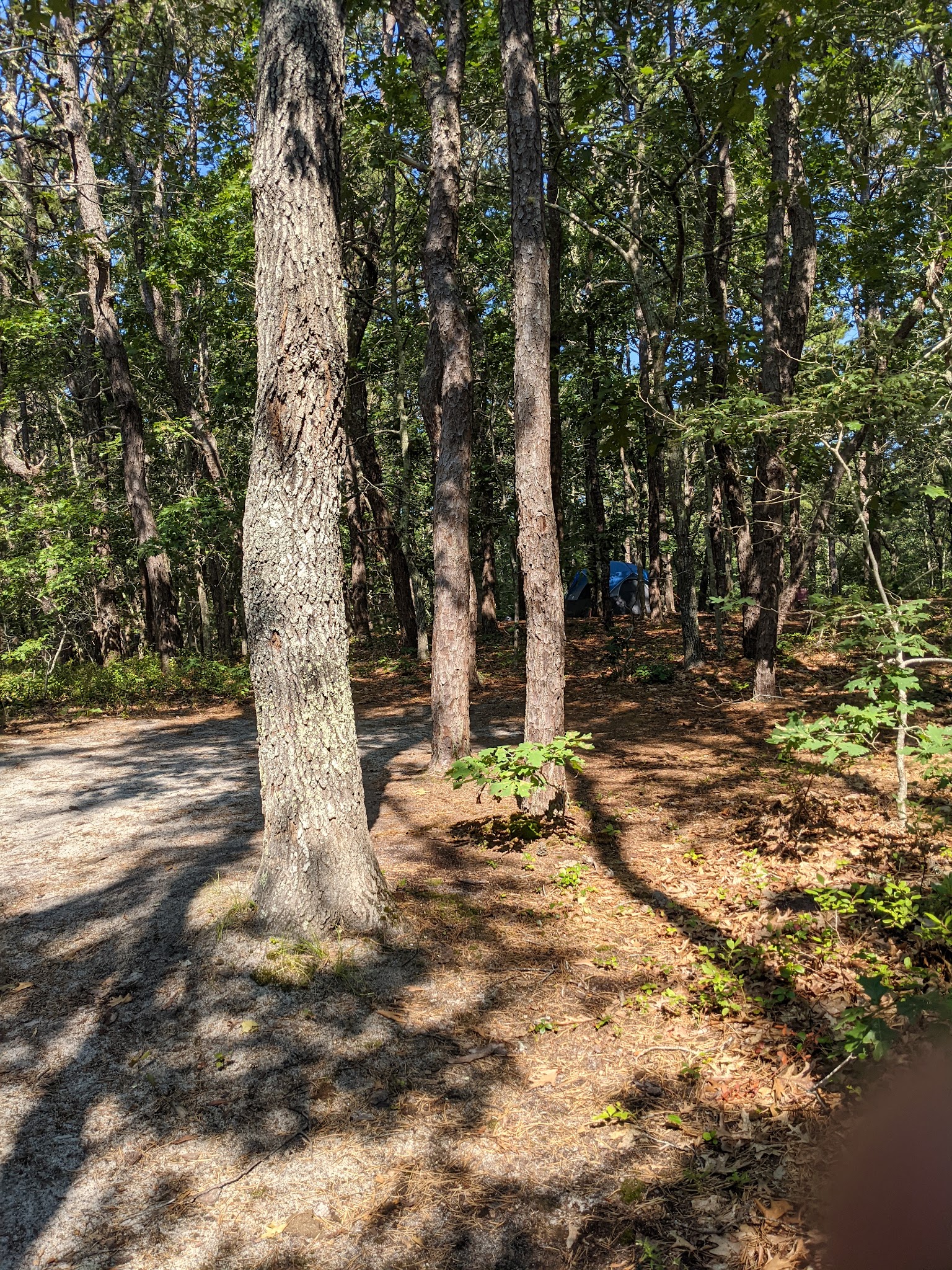 Wellfleet Hollow State Campground
