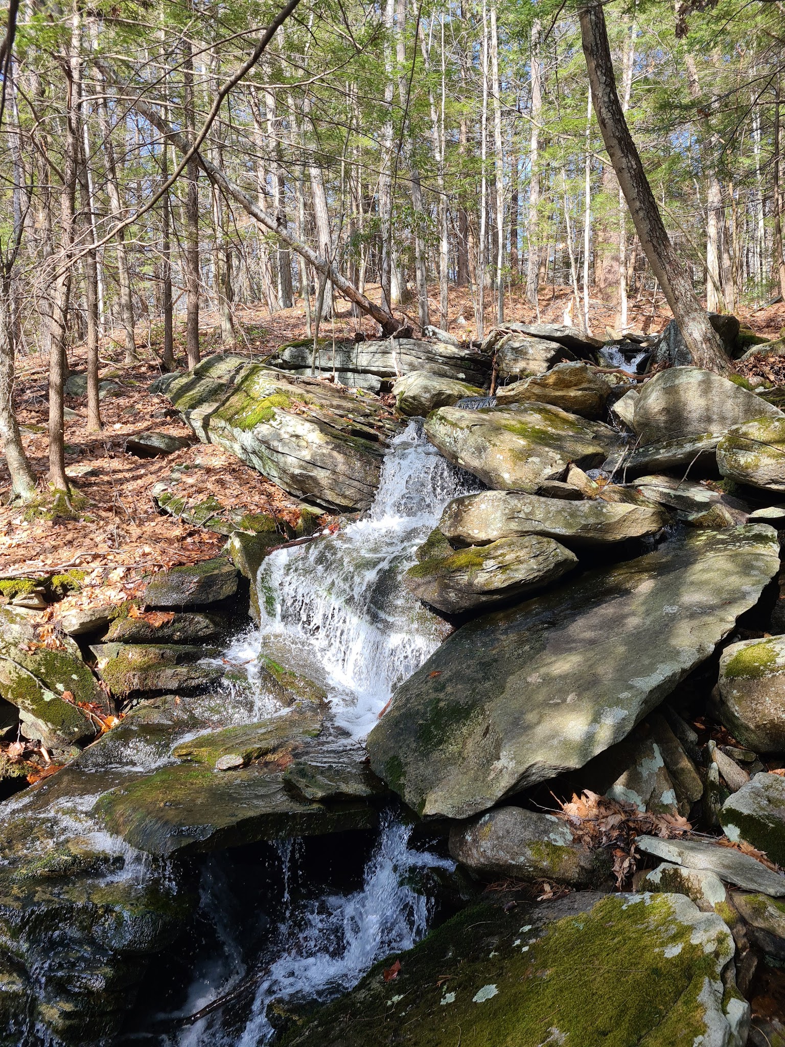 Wendell State Forest