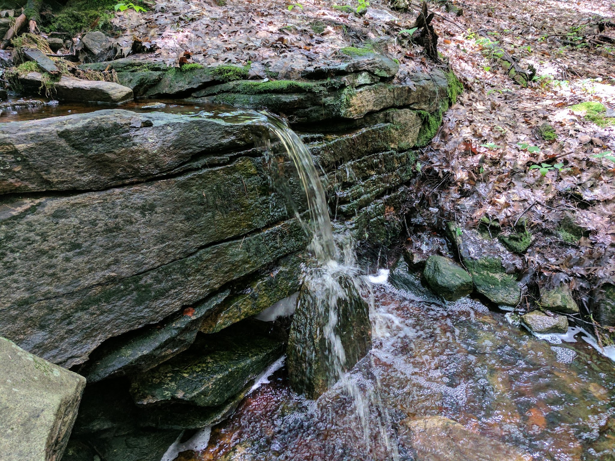 Wendell State Forest