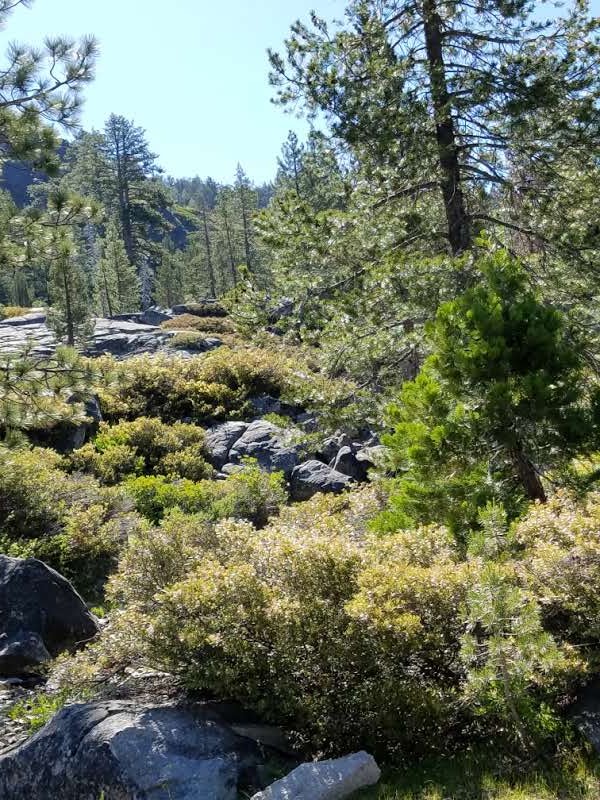 Wentworth Springs Campground