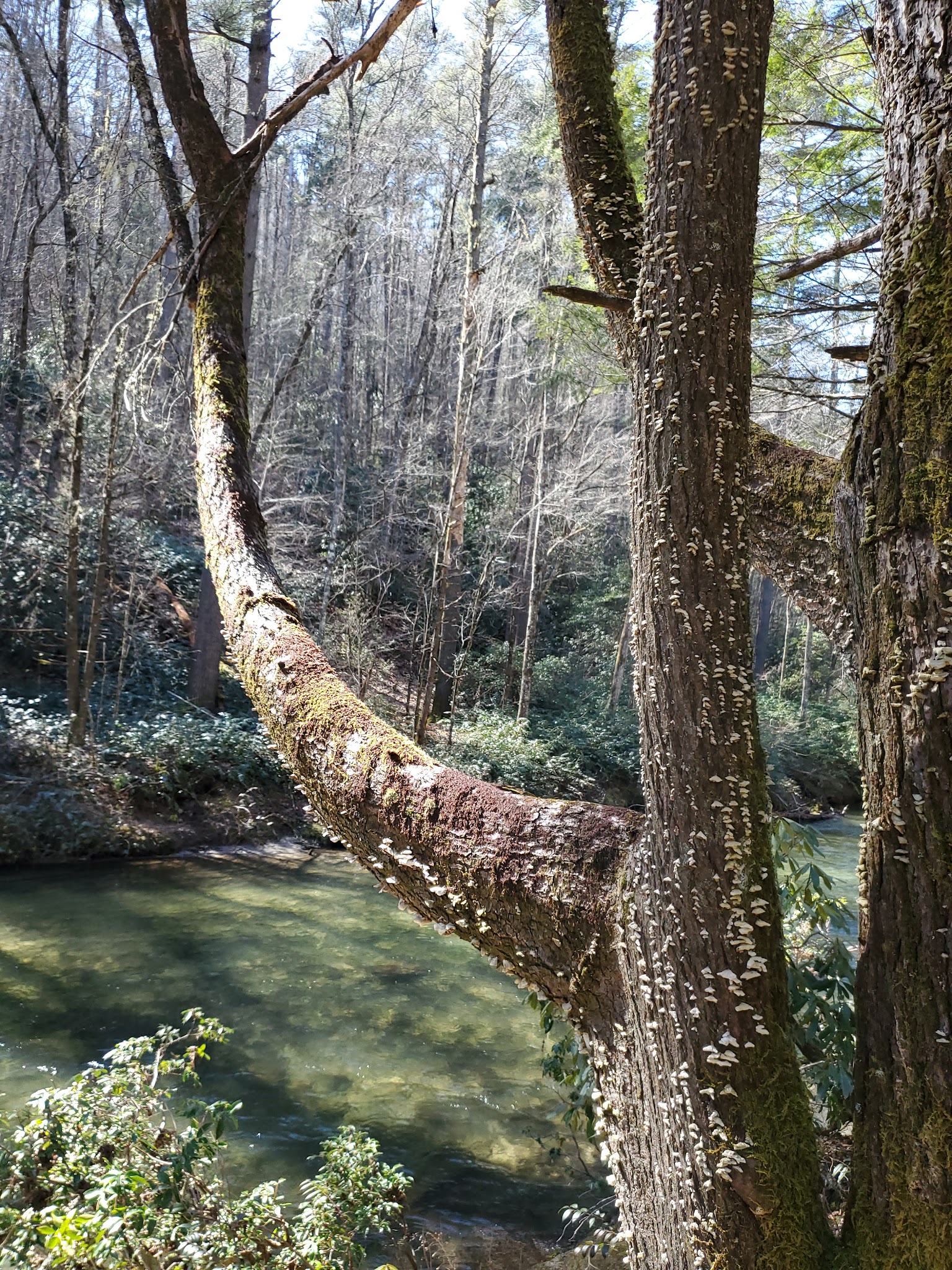 West Fork Campground