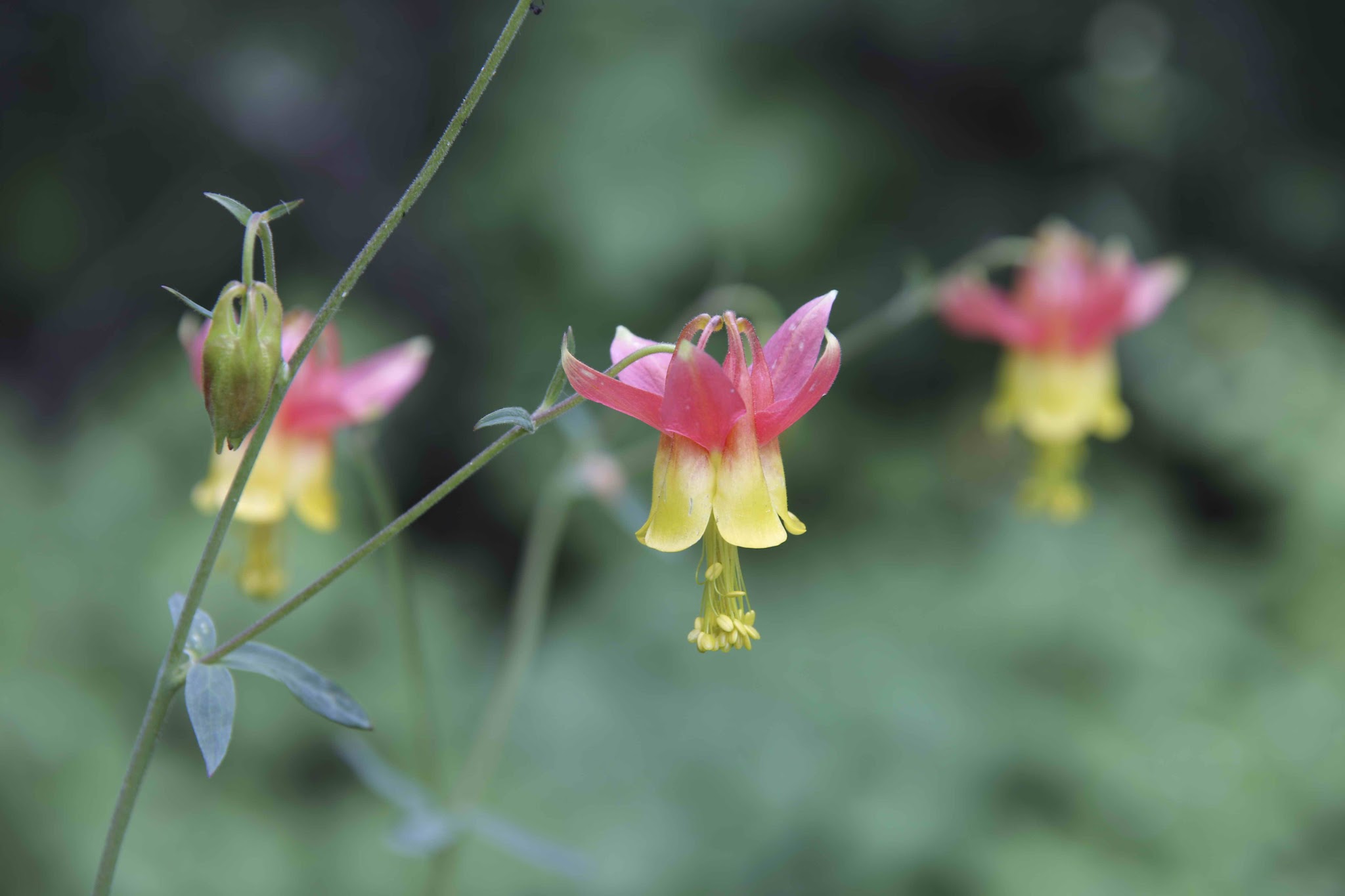 West Fork Upper Pahsimeroi Trailhead
