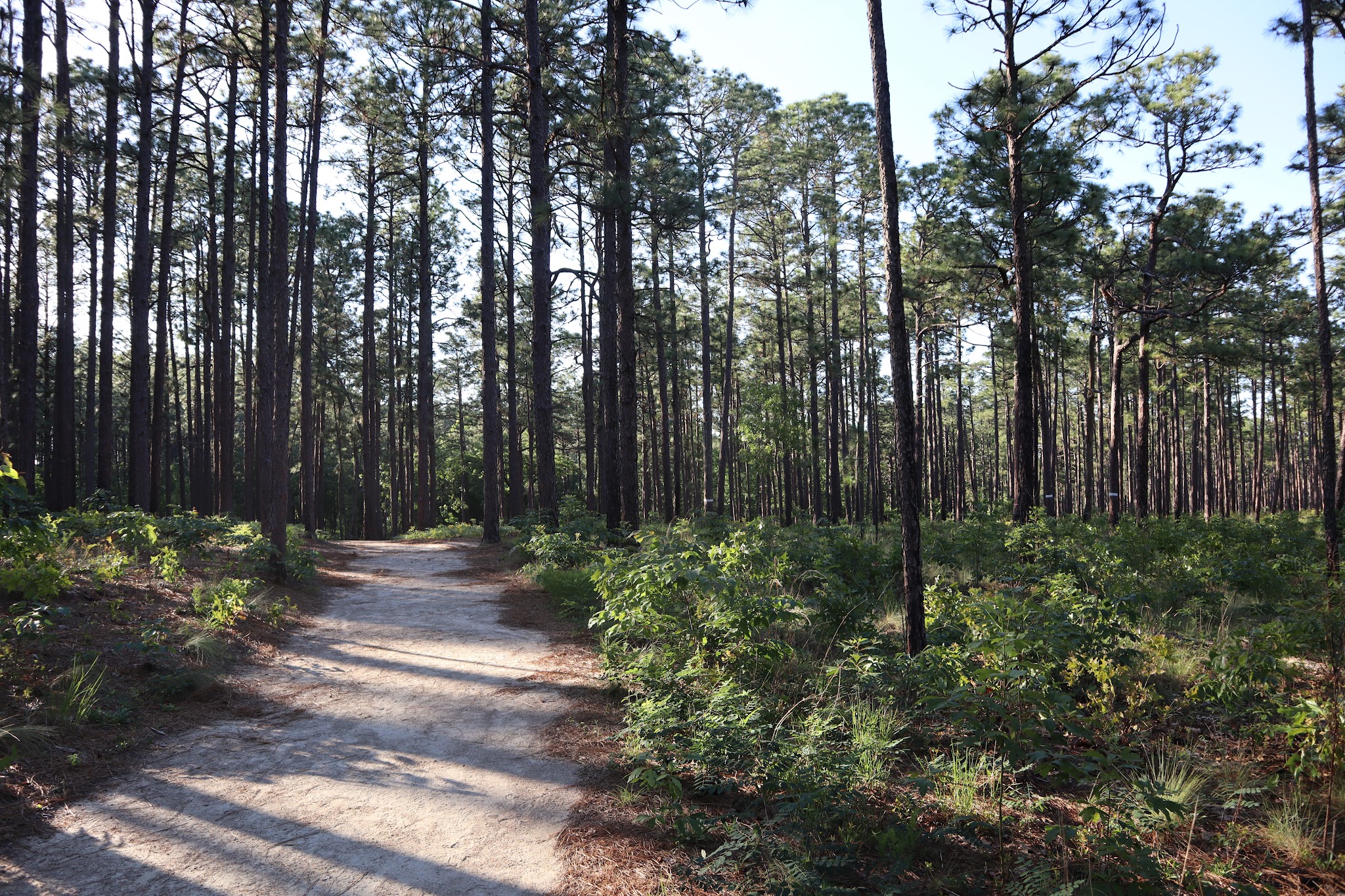 Weymouth Woods State Natural Area
