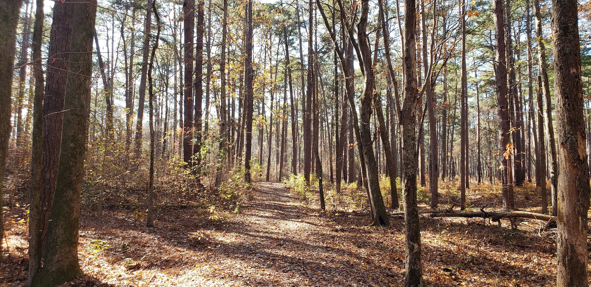 Weymouth Woods State Natural Area