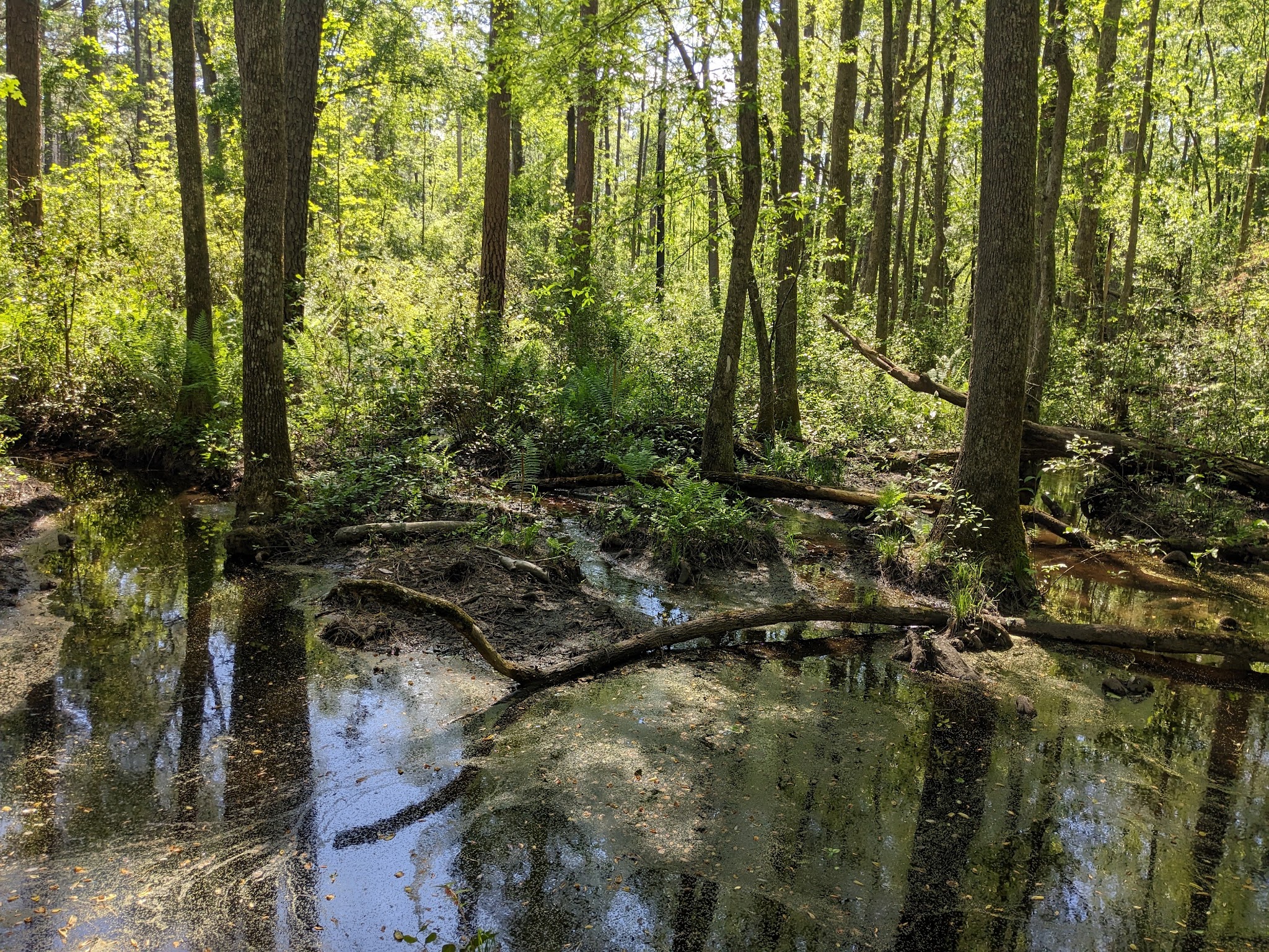 Weymouth Woods State Natural Area