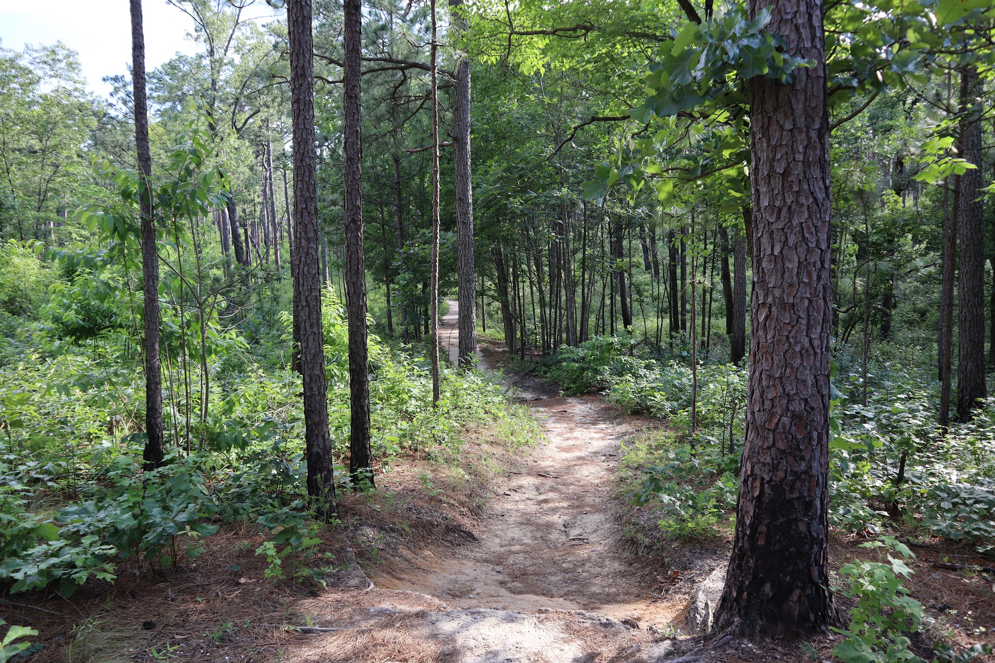 Weymouth Woods State Natural Area