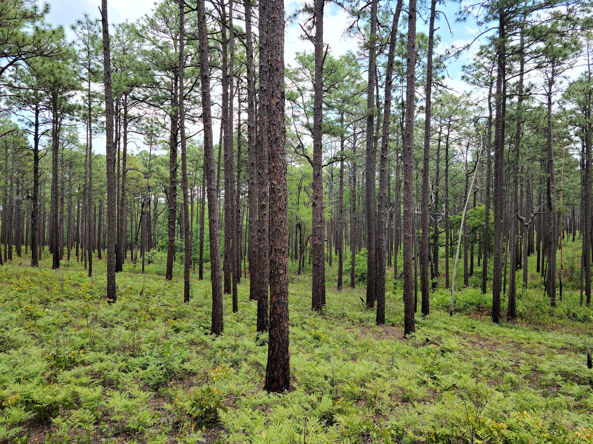 Weymouth Woods State Natural Area