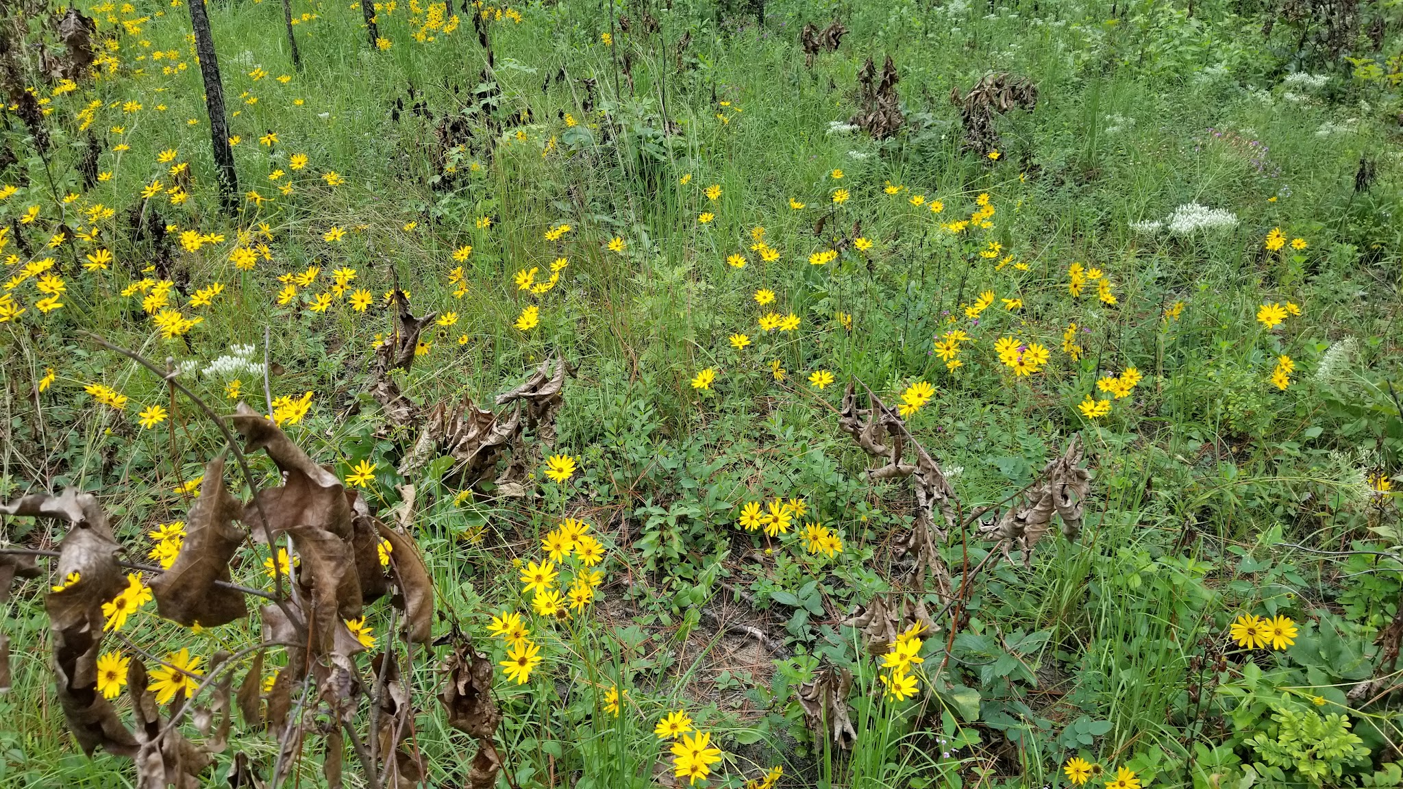 Weymouth Woods State Natural Area