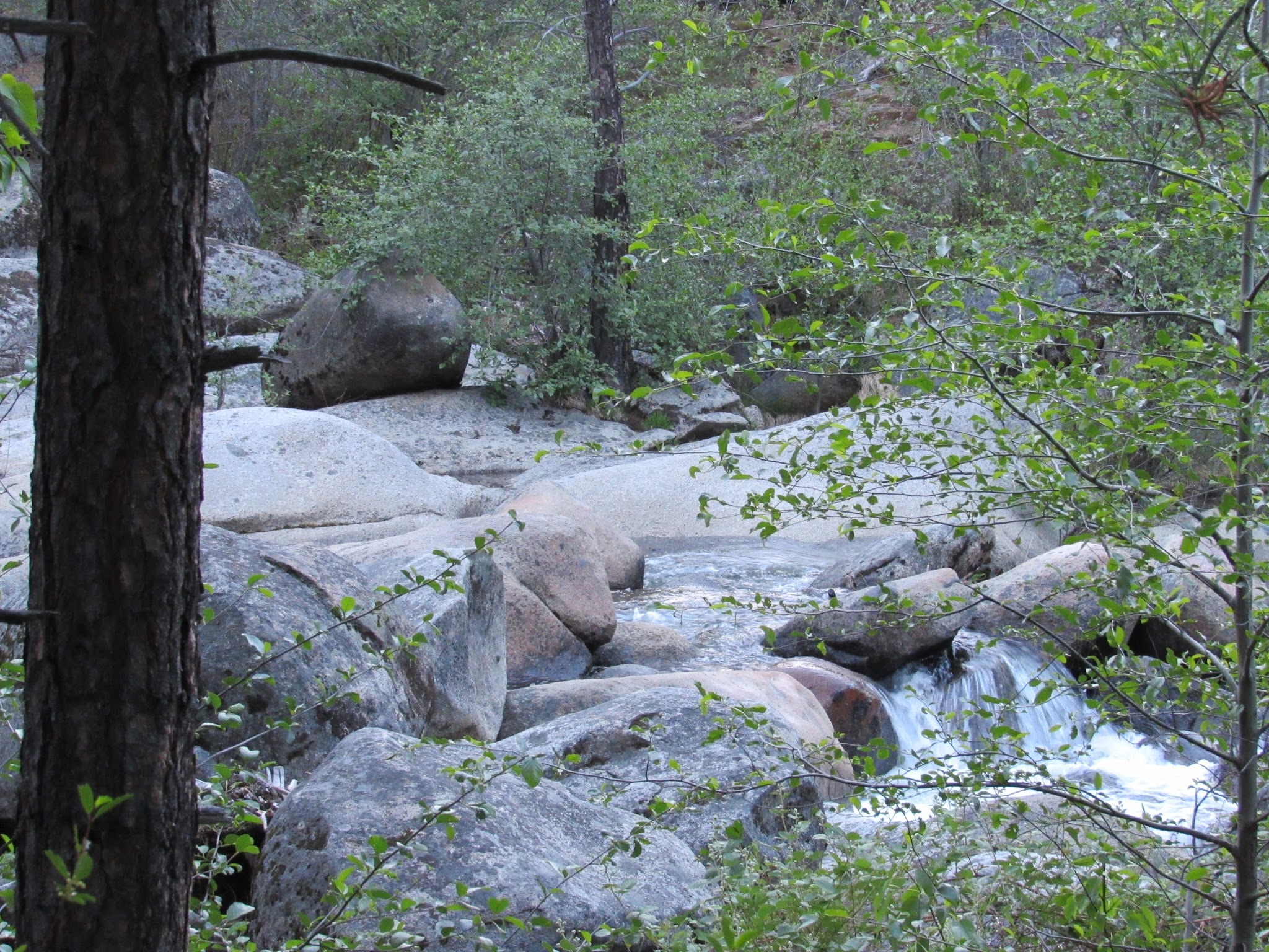 White Azalea Campground