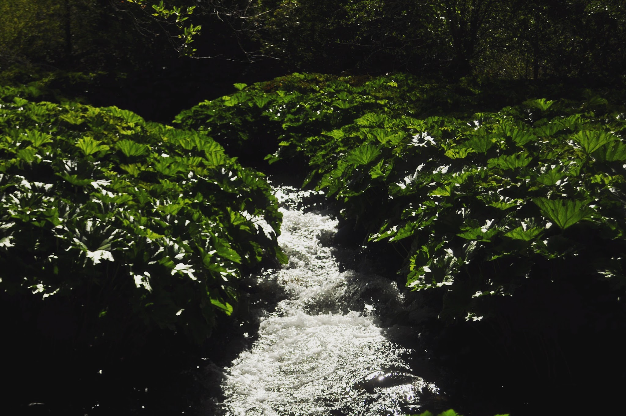 White Azalea Campground