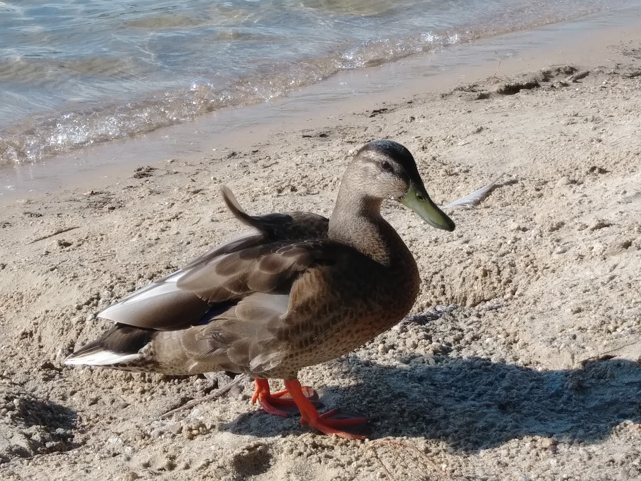 White Lake State Park