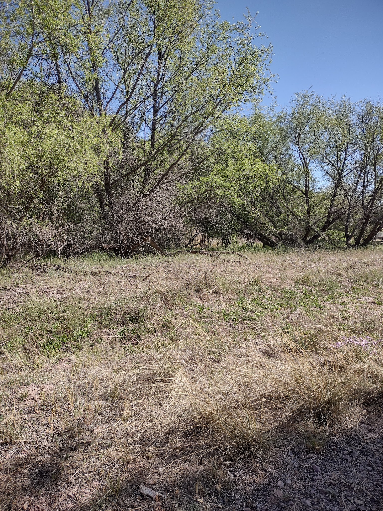 White Rock Campground