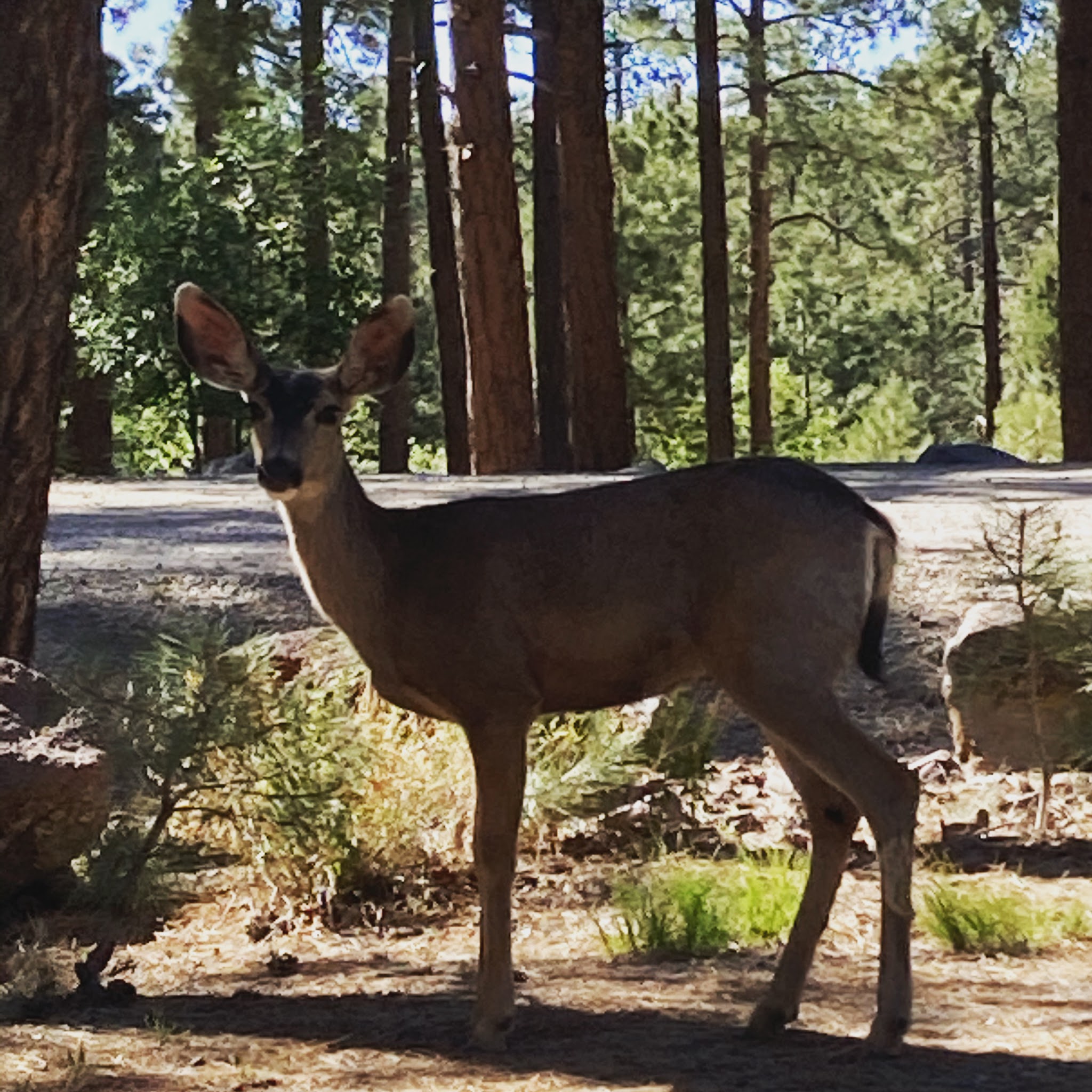 White Spar Campground