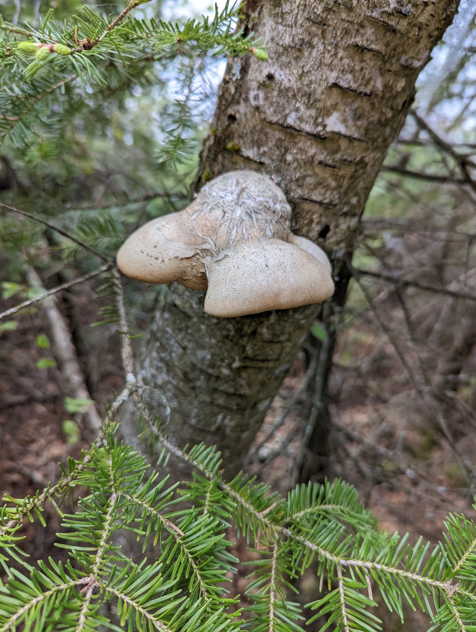 Whitefish Lake Rustic Campgd & Timber-Frear Area