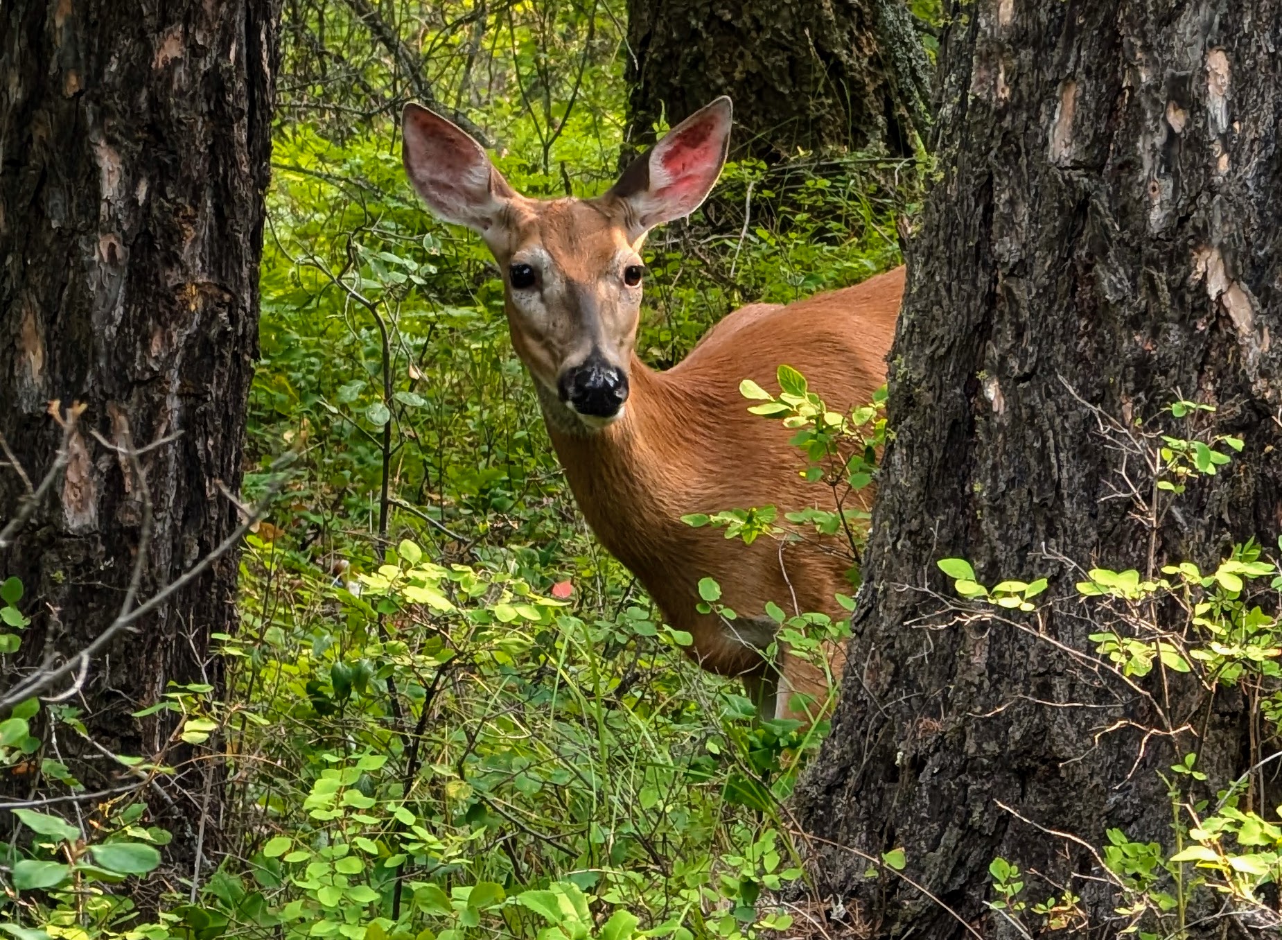 Whitefish Lake State Park