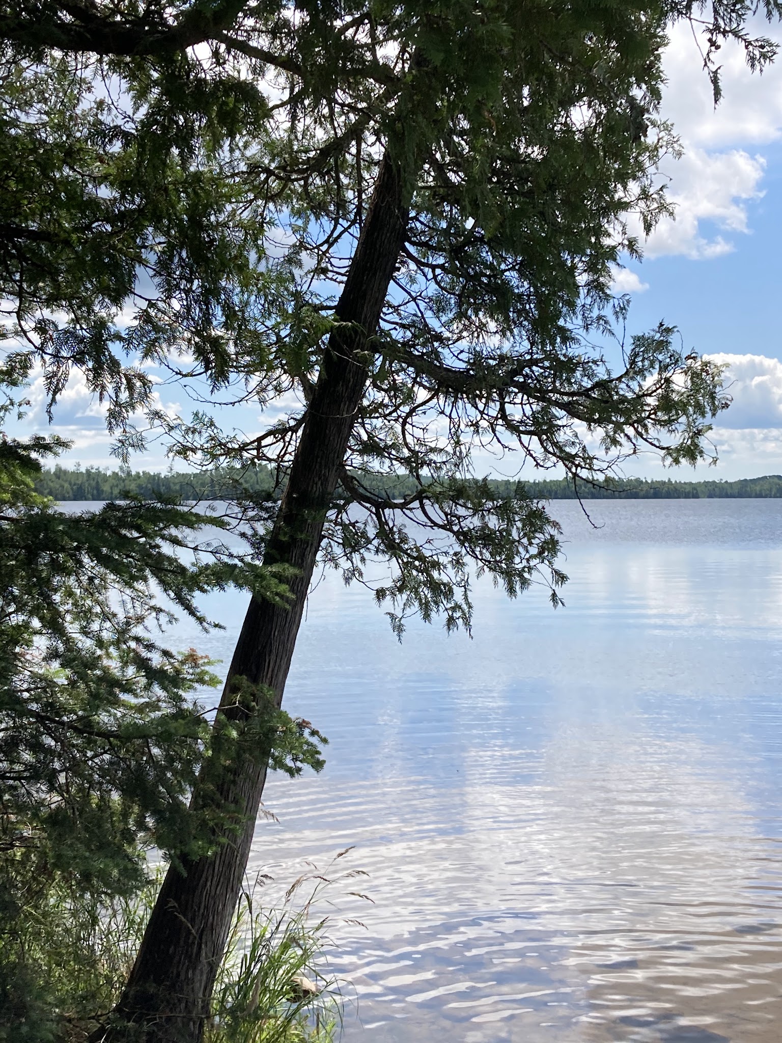Whitefish Lake Rustic Campgd & Timber-Frear Area